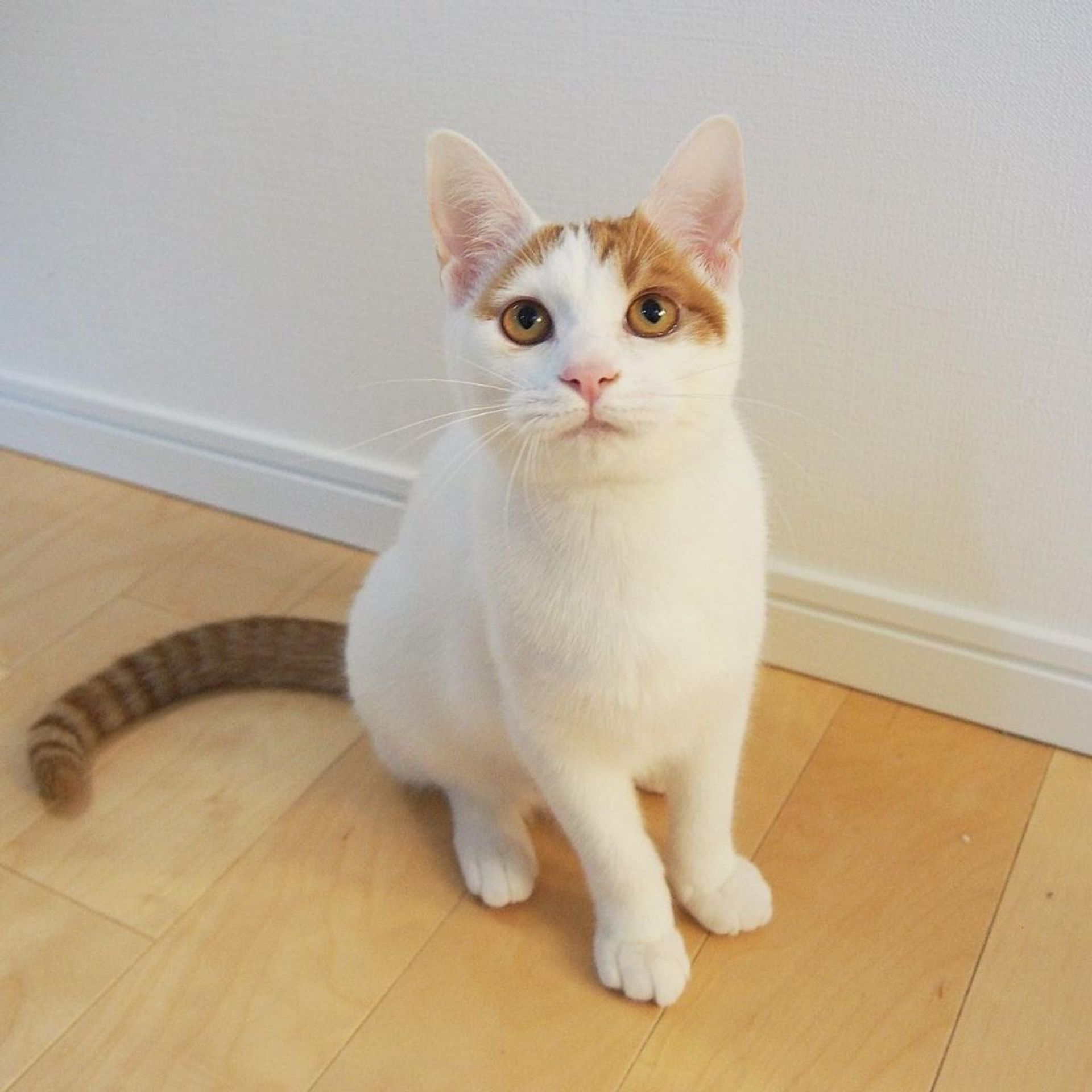 雑種（ミックス猫）・メスの里親募集の写真