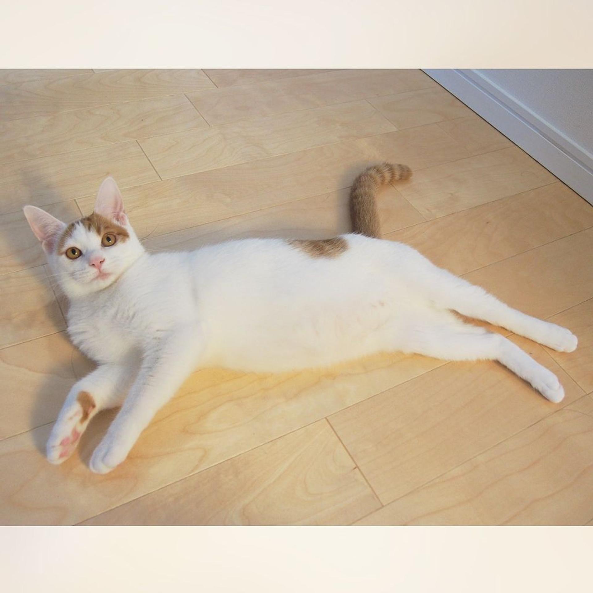 pet-image-3
