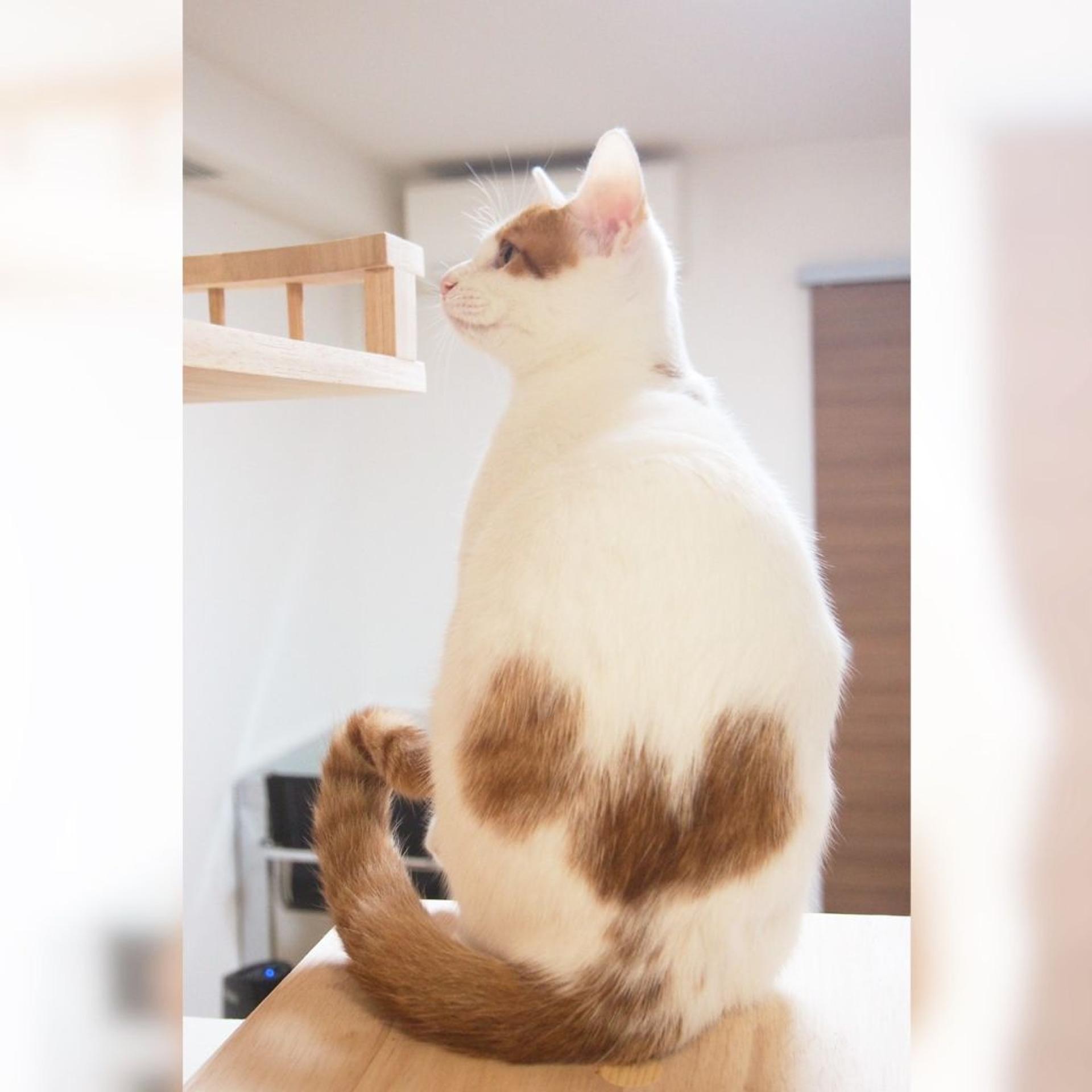 pet-image-6