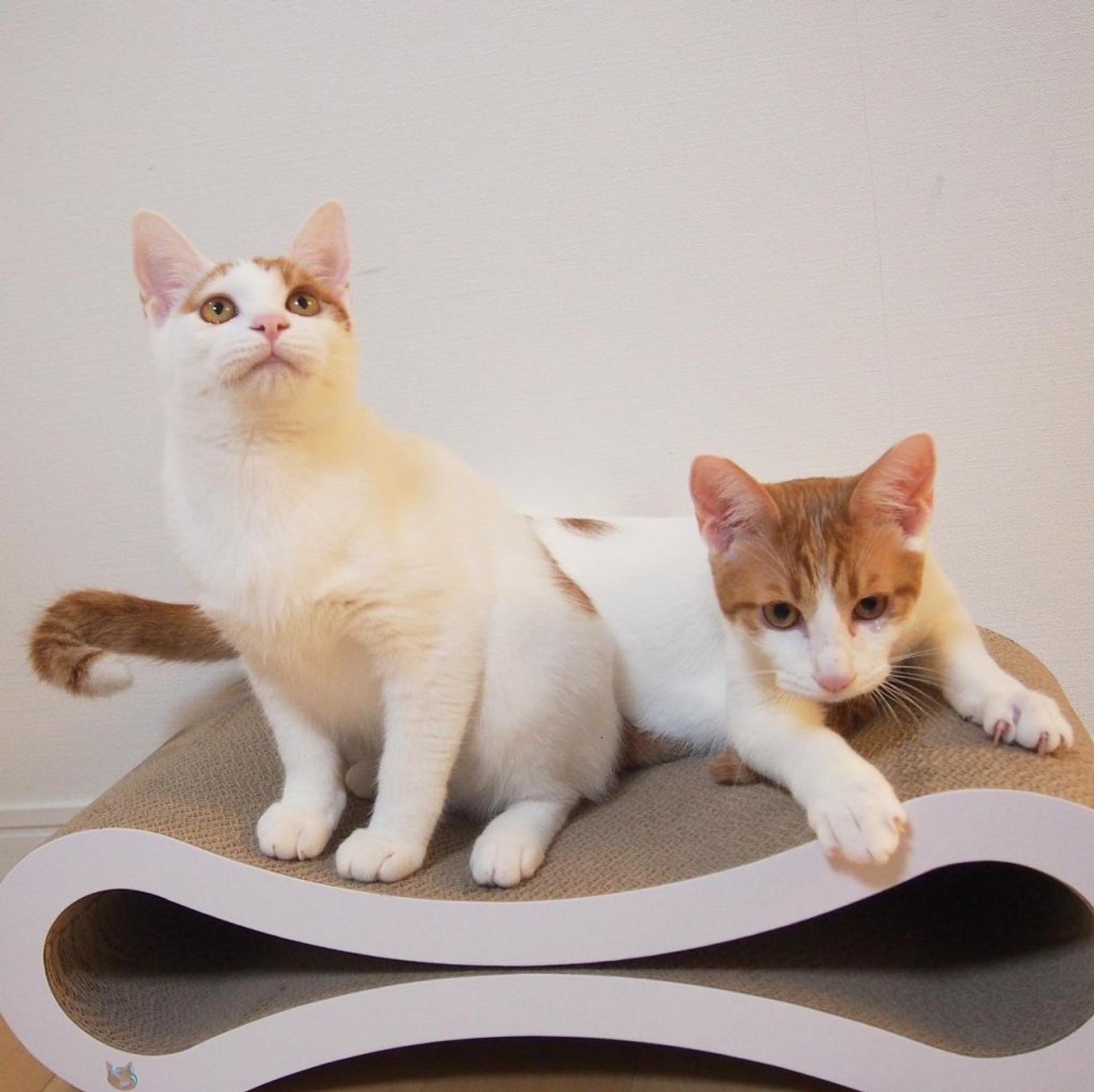 pet-image-8