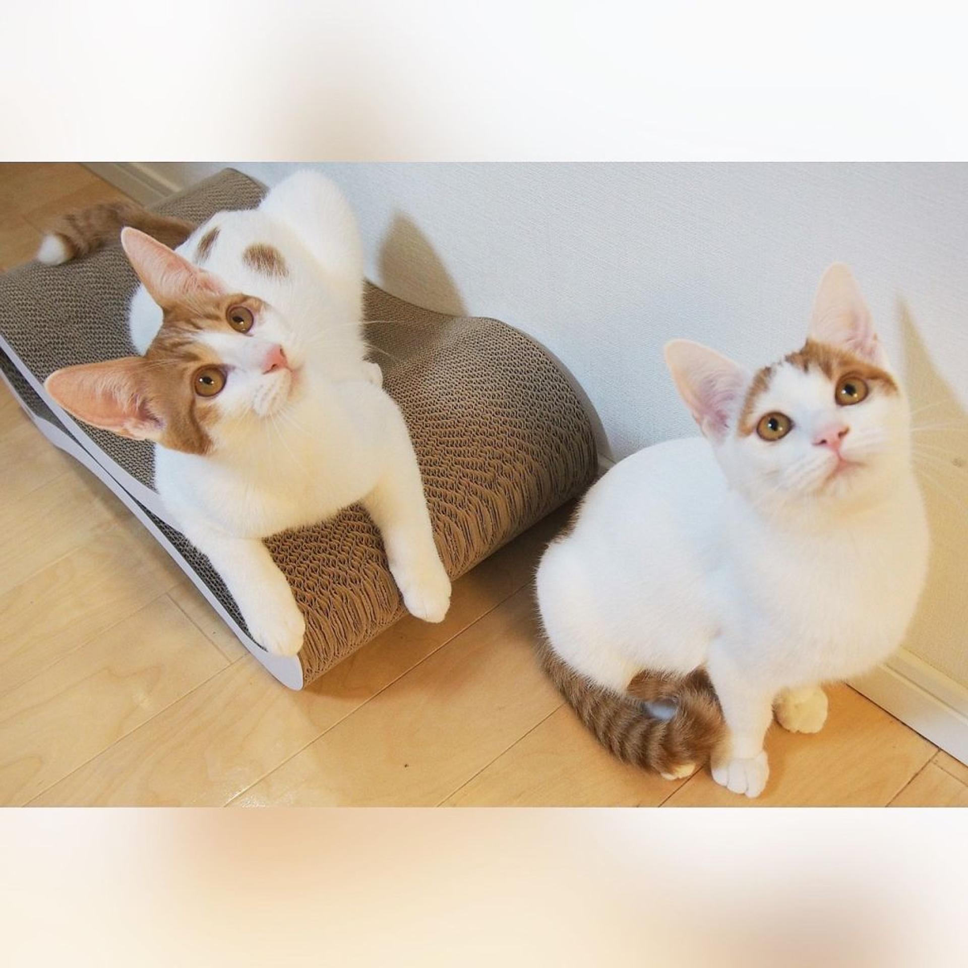 pet-image-9