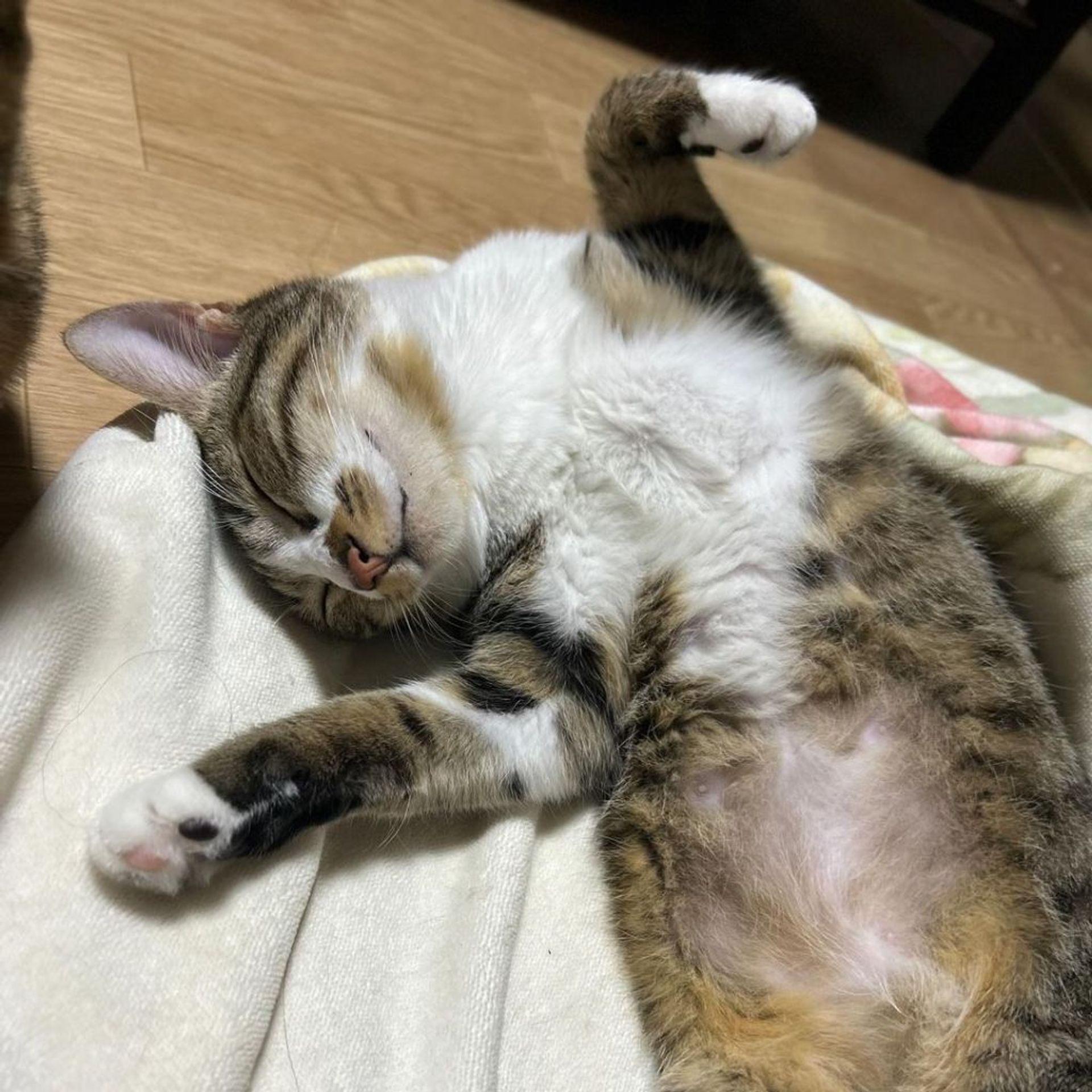 雑種（ミックス猫）・メスの里親募集の写真