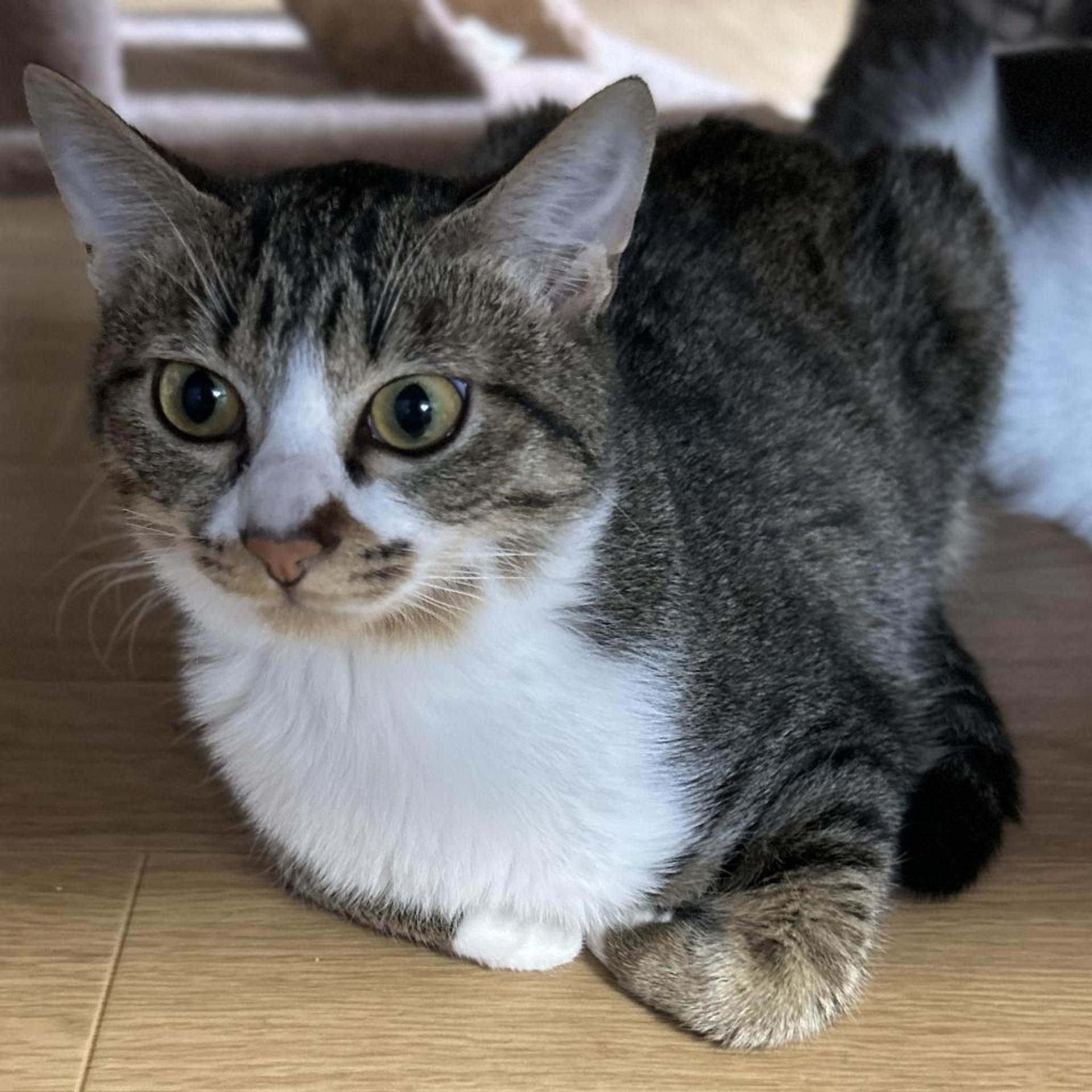 pet-image-2