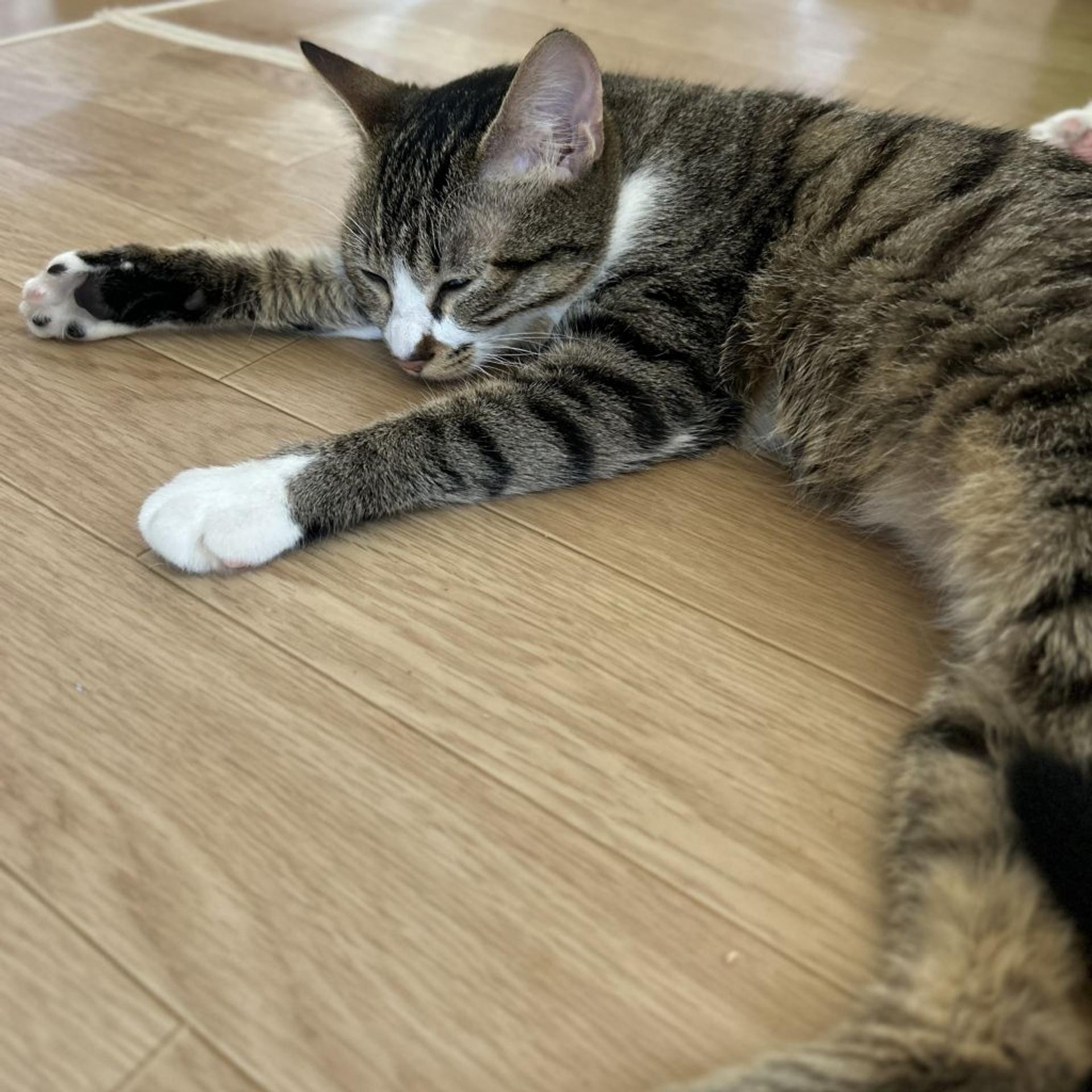 pet-image-3
