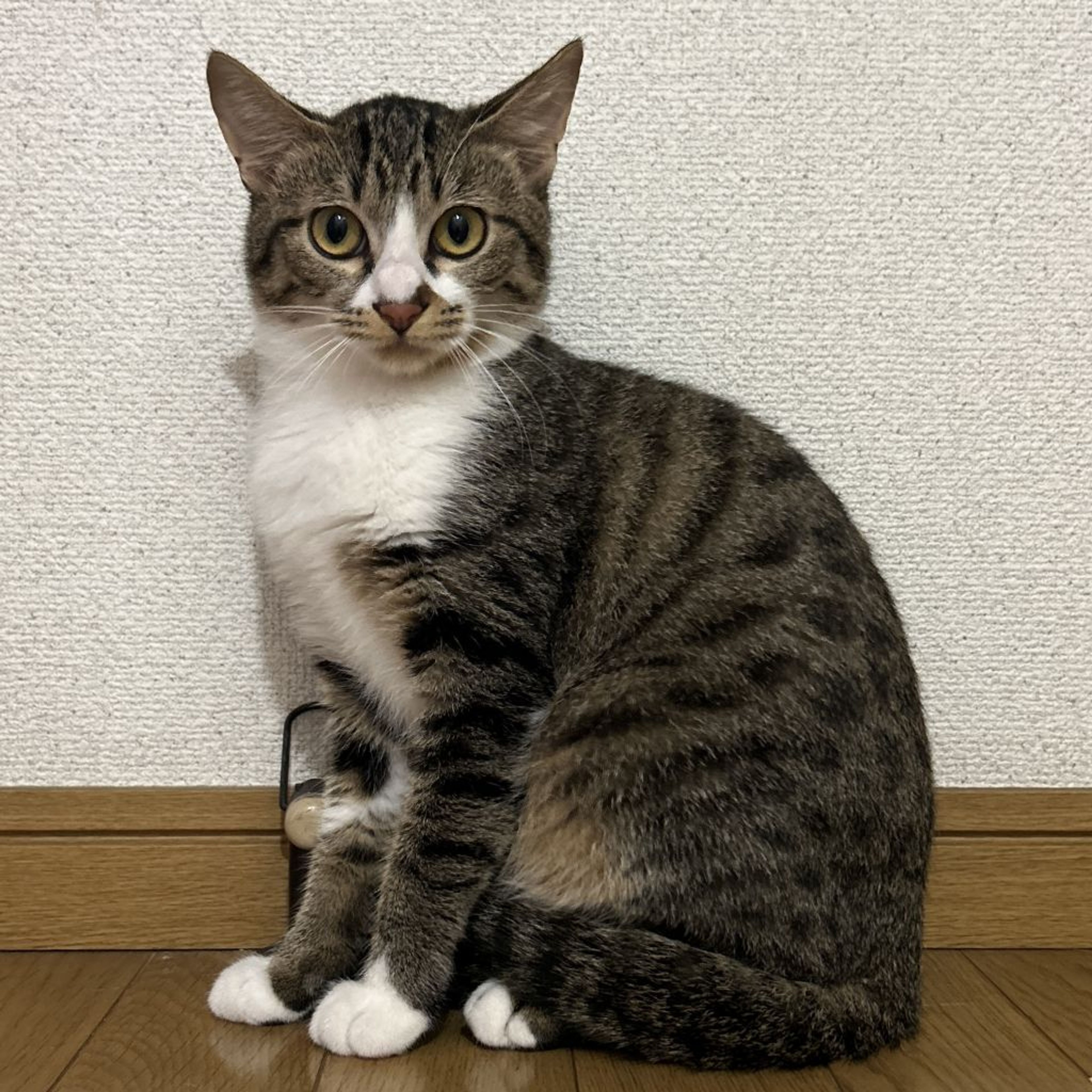pet-image-6