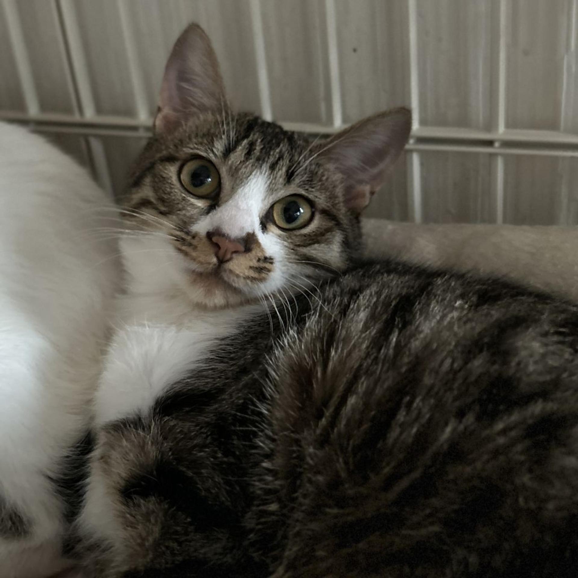 pet-image-8