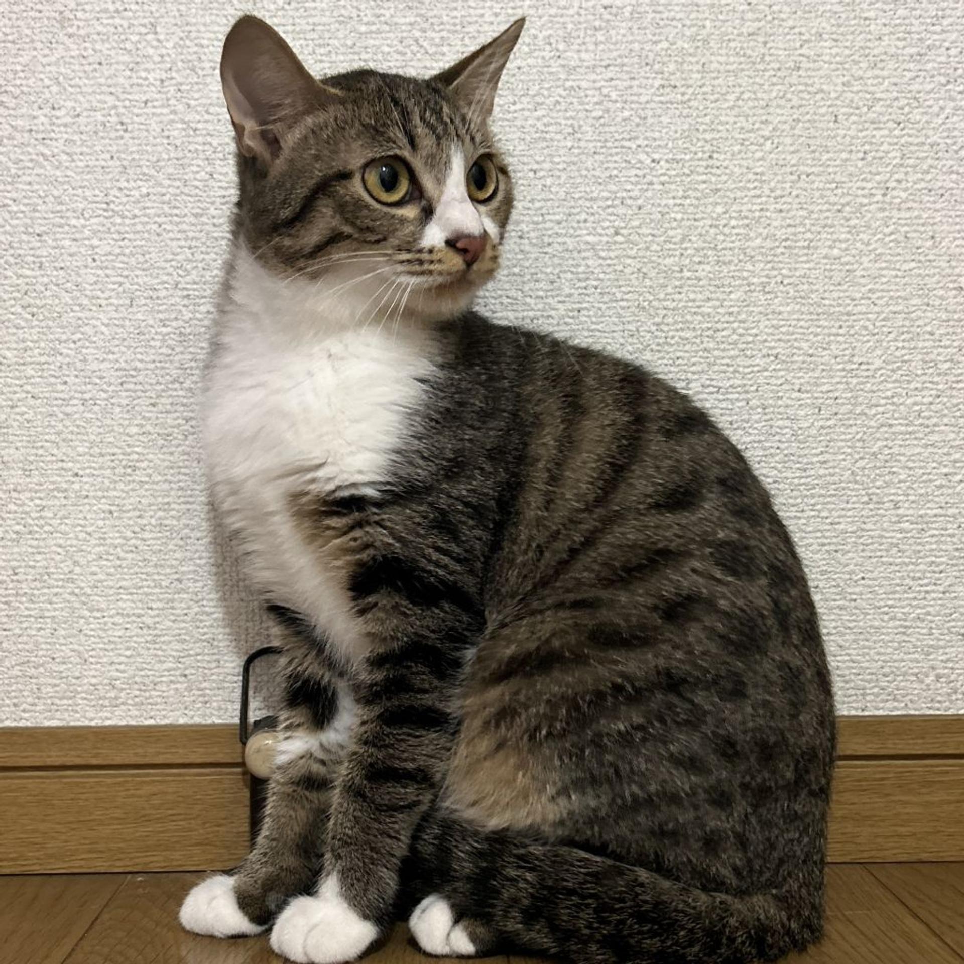 pet-image-9