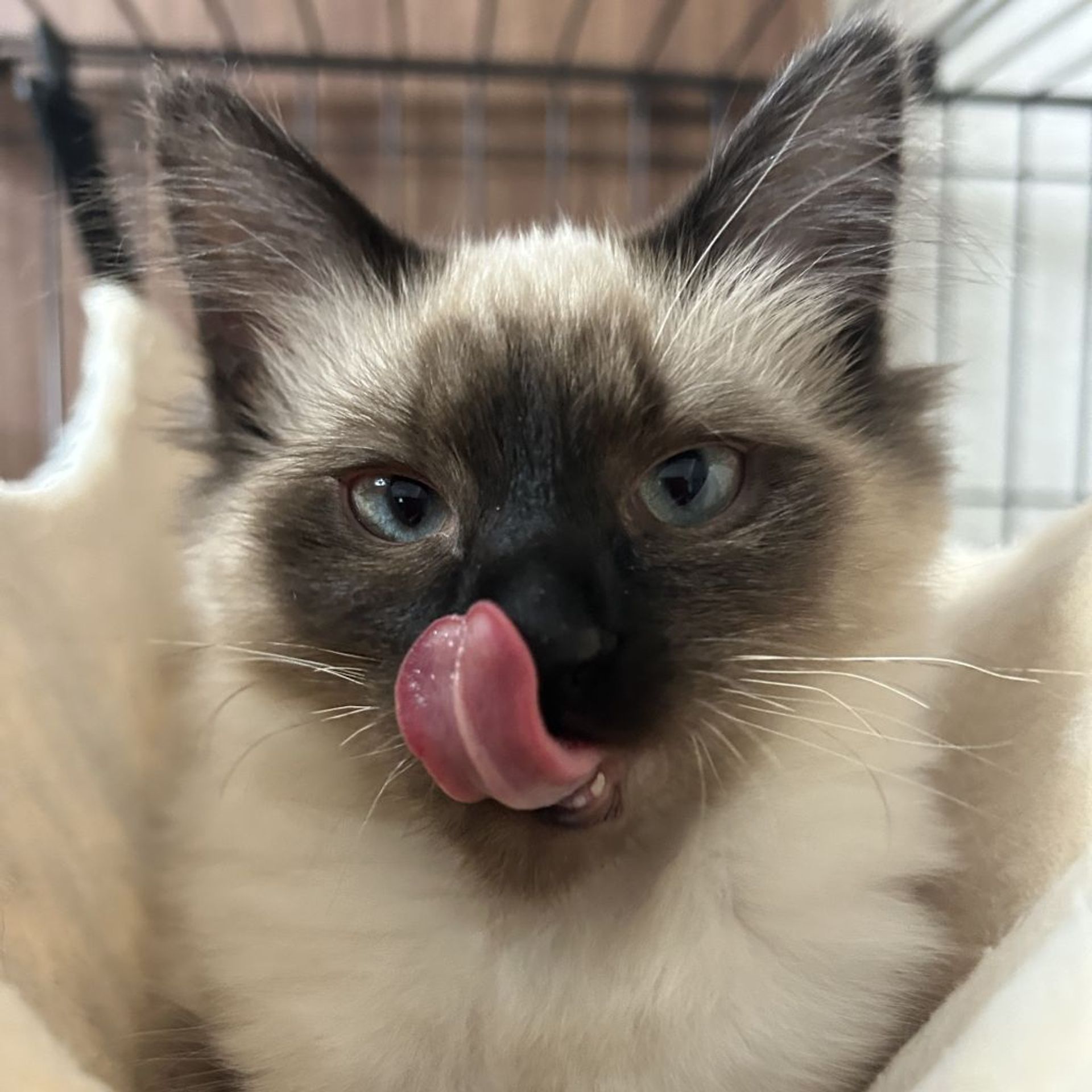 雑種（ミックス猫）・メスの里親募集の写真