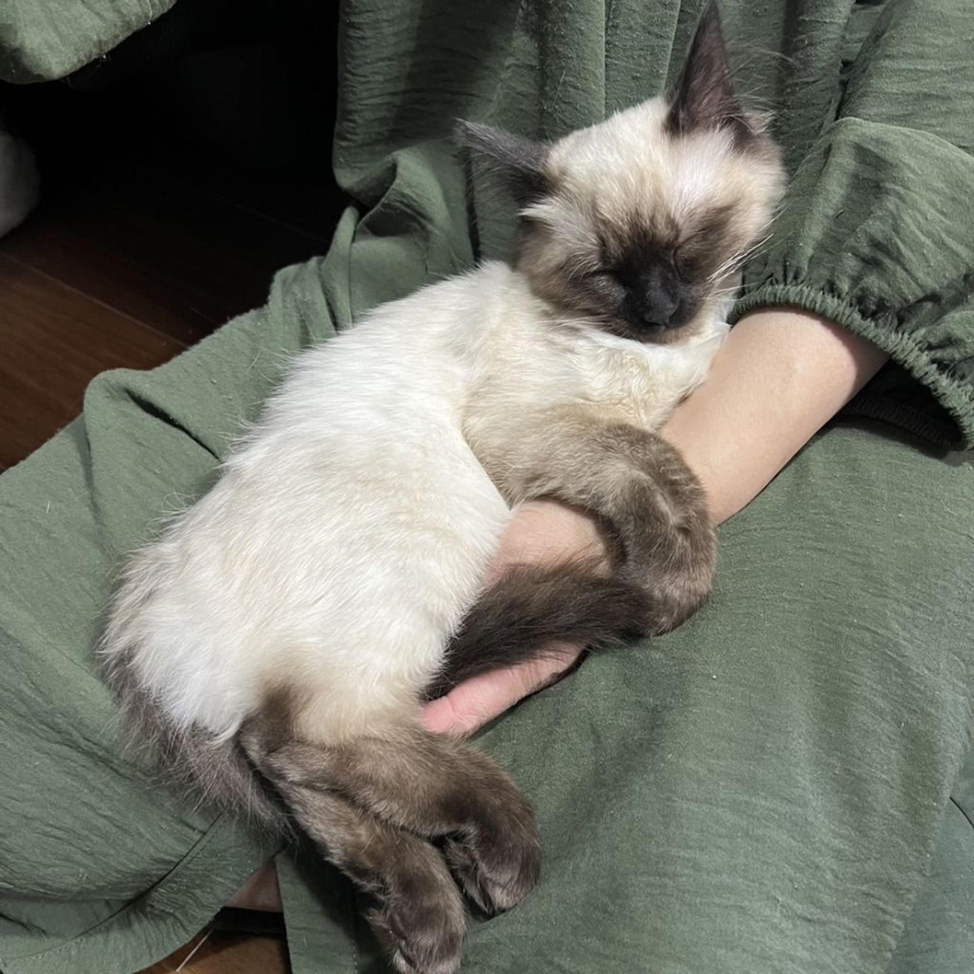 pet-image-5