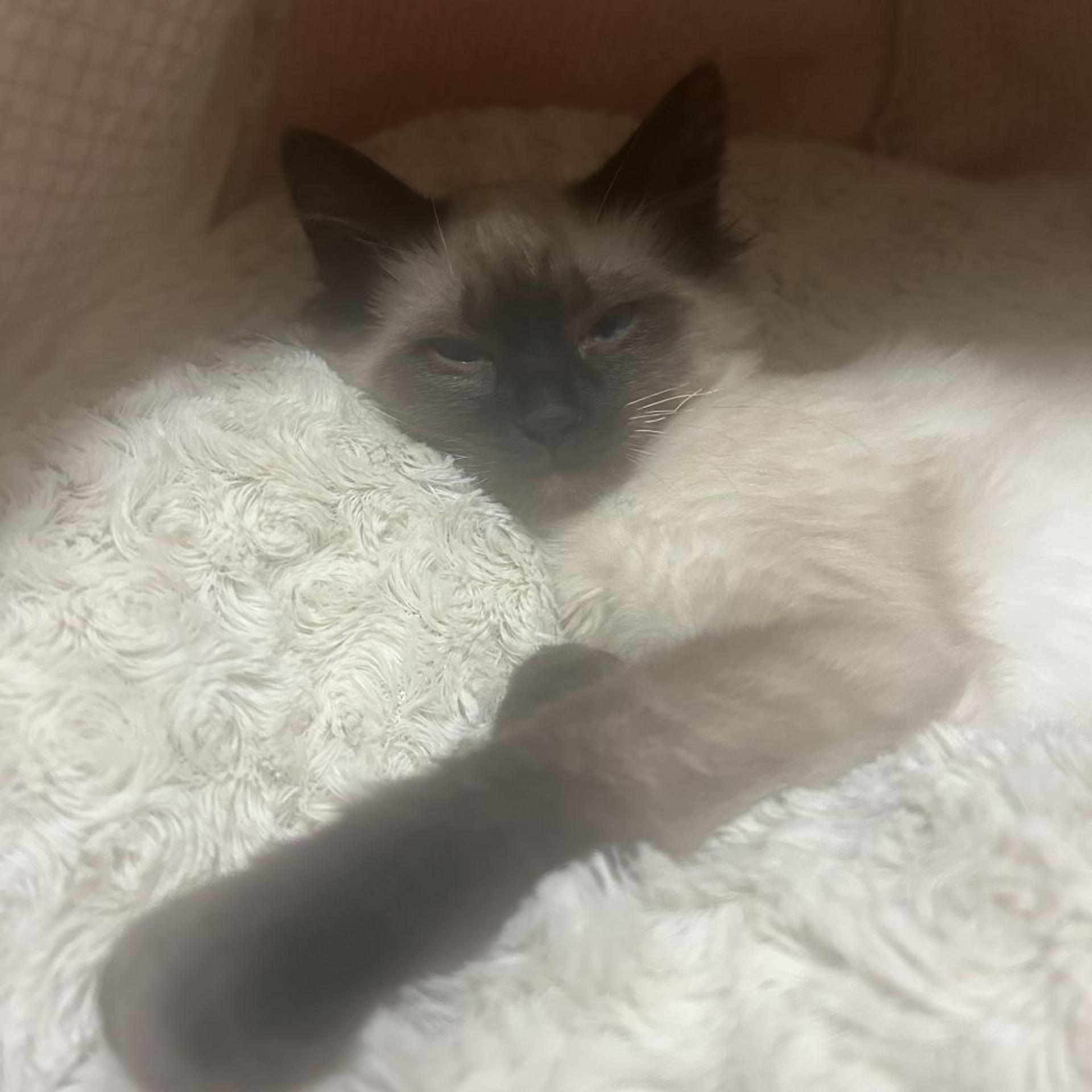 pet-image-7