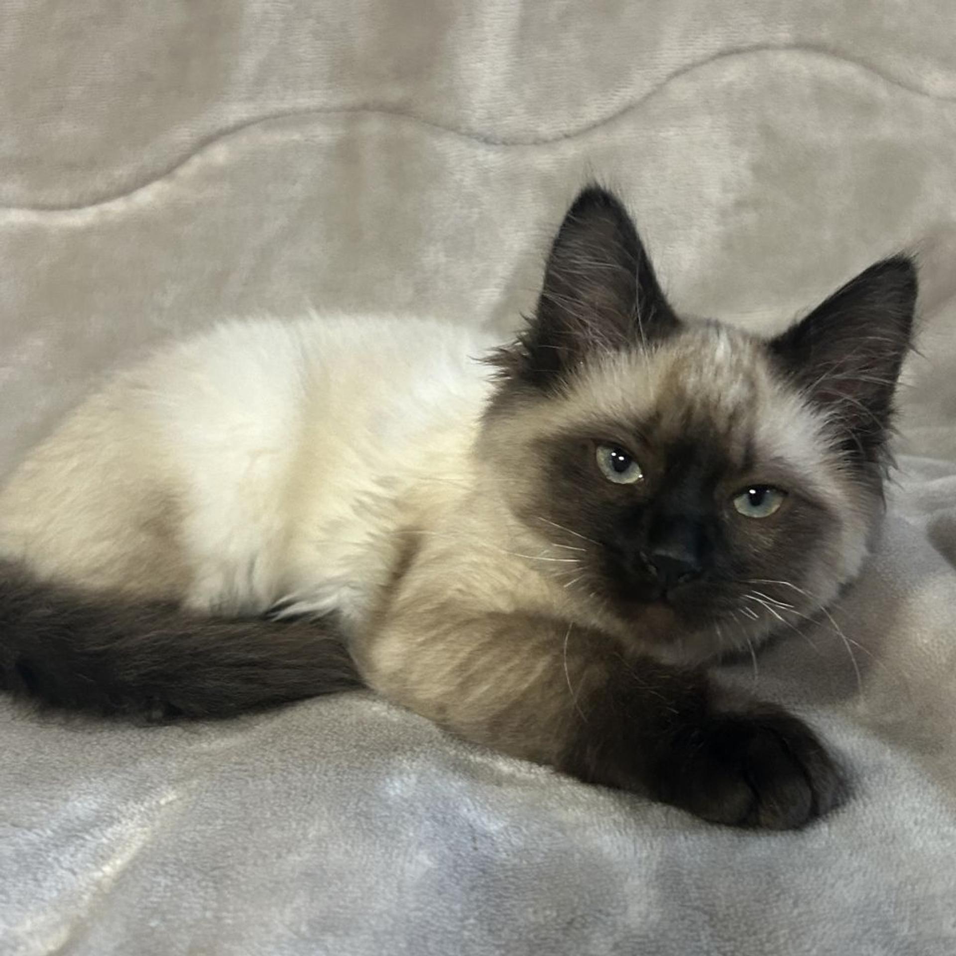 pet-image-8