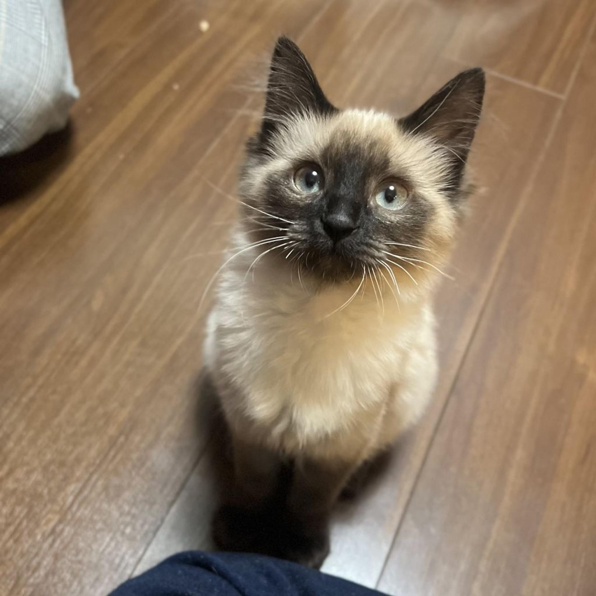 pet-image-9