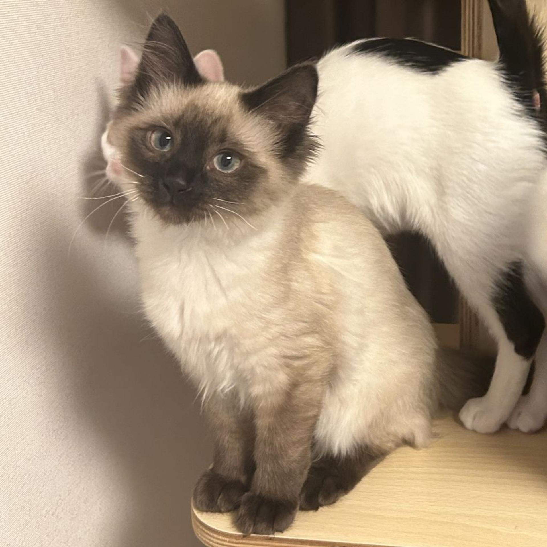 pet-image-10