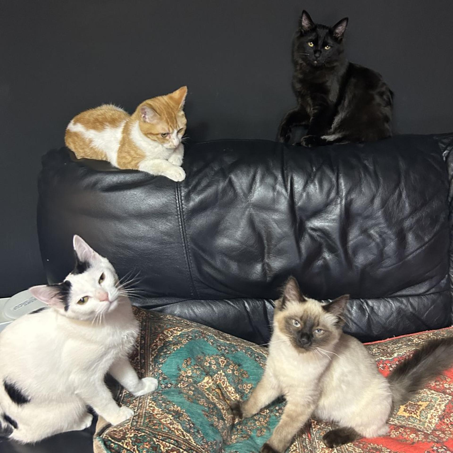 pet-image-3