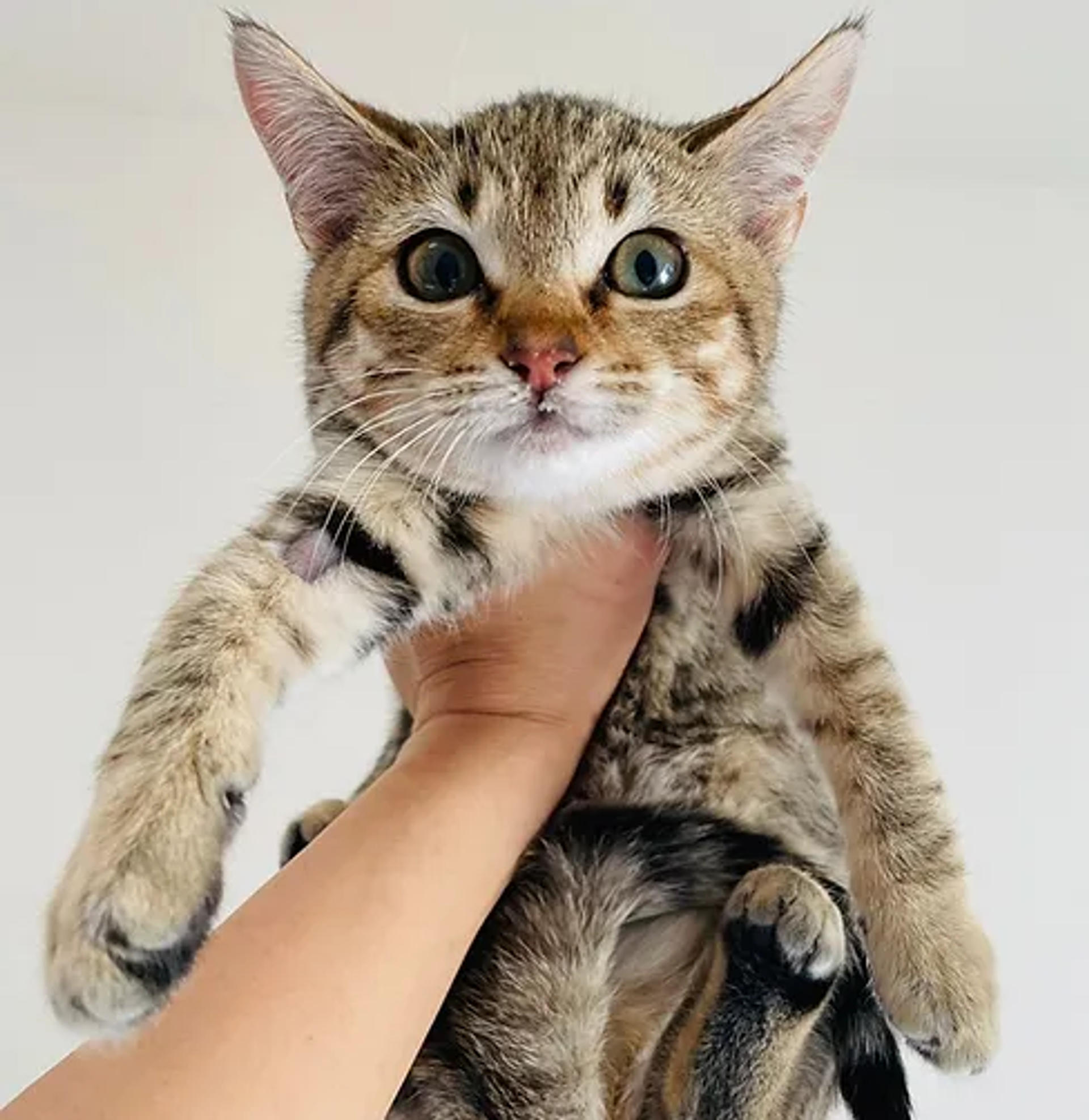 pet-image-3