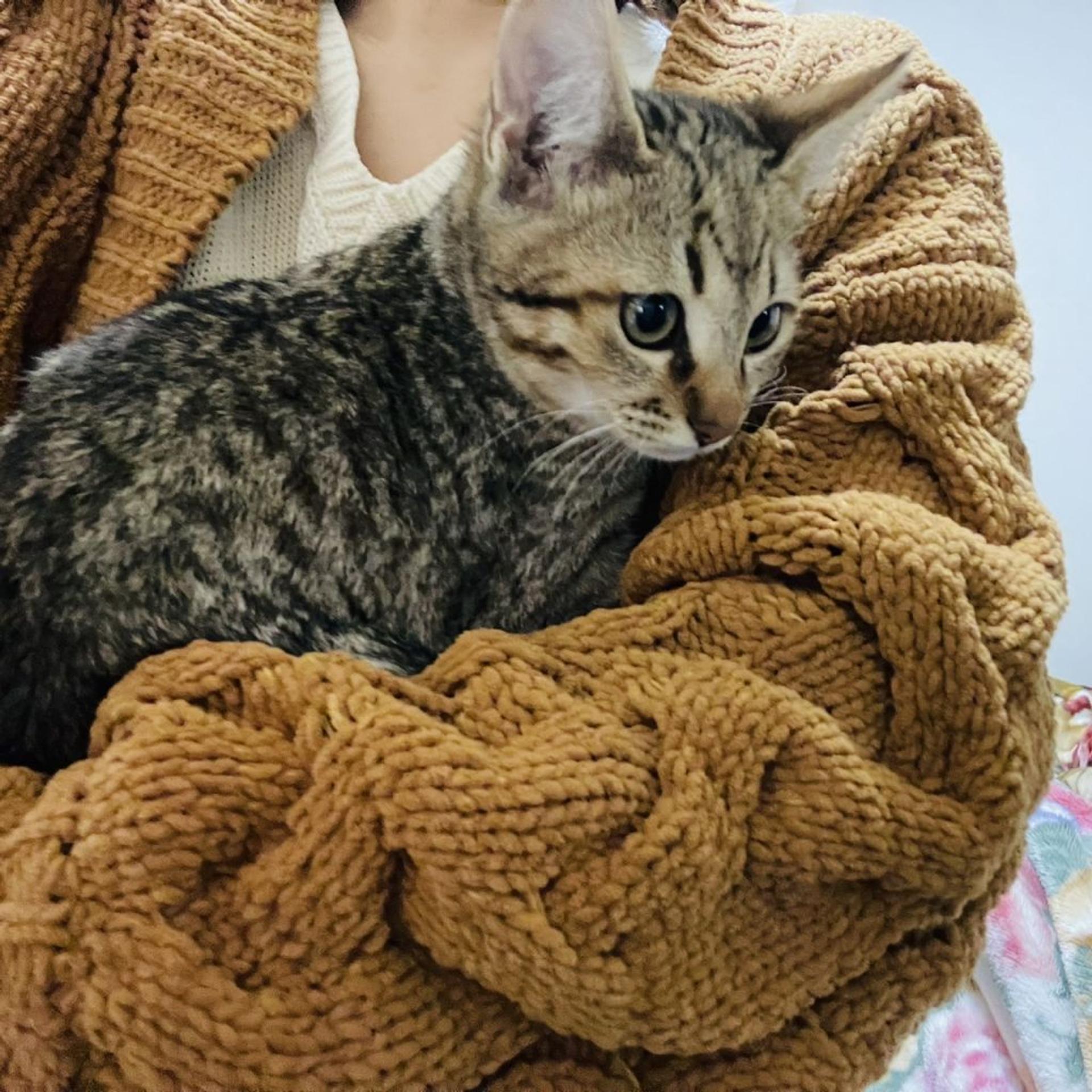 pet-image-9