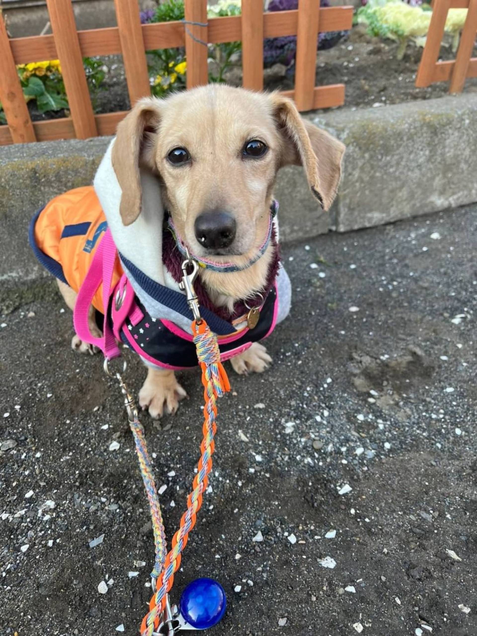 雑種（ミックス犬）・メスの里親募集の写真