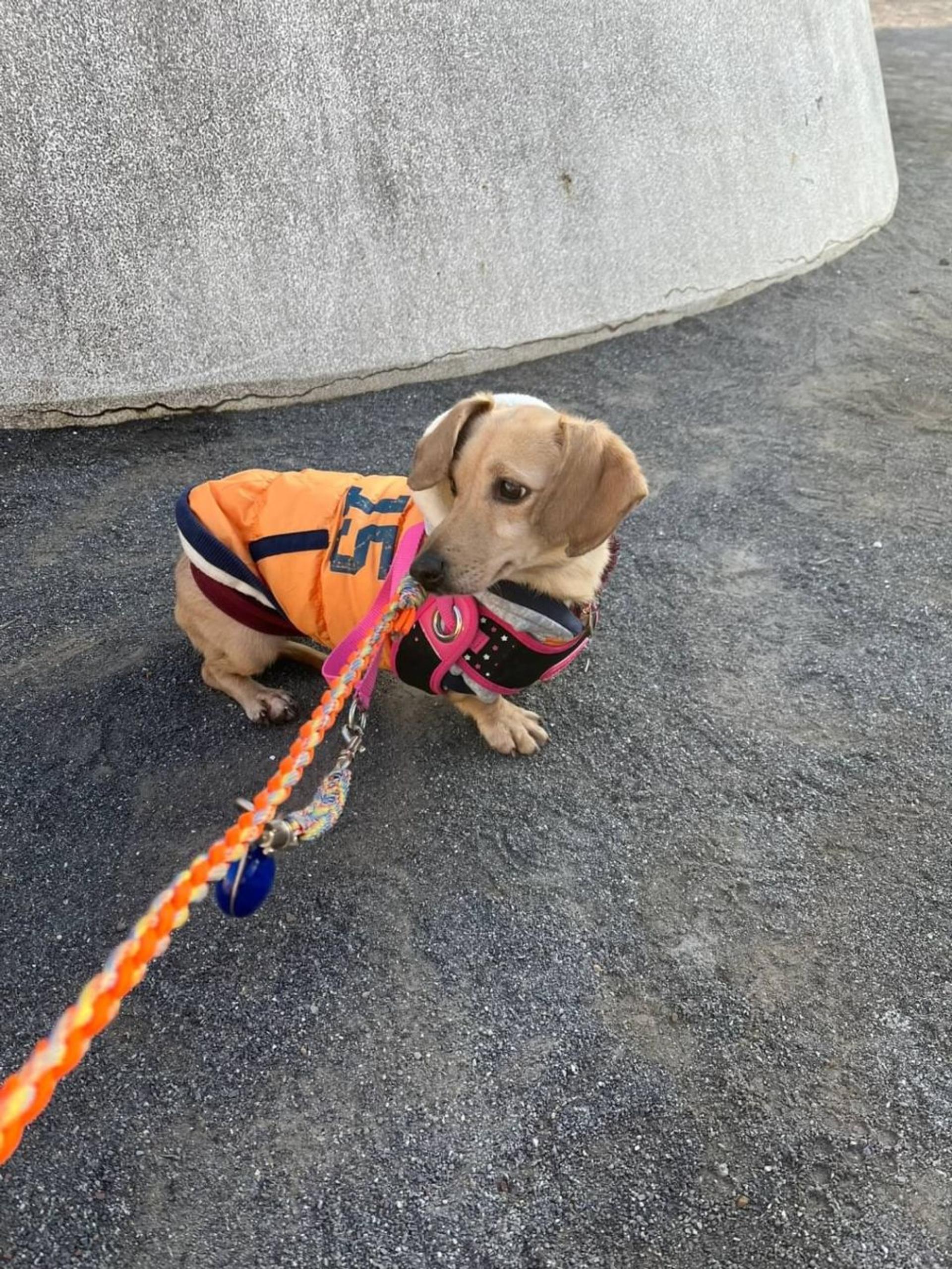 pet-image-2