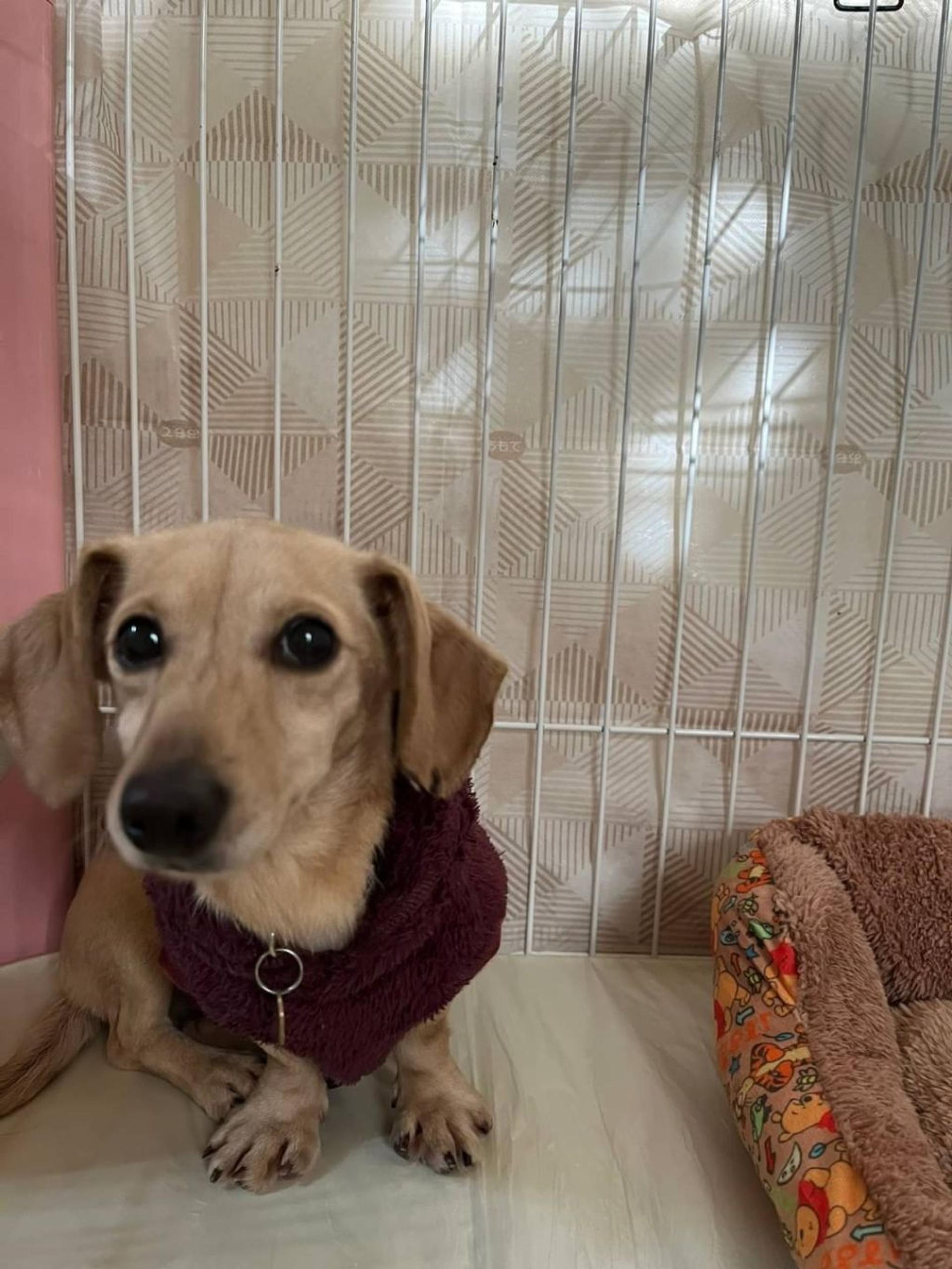 pet-image-3