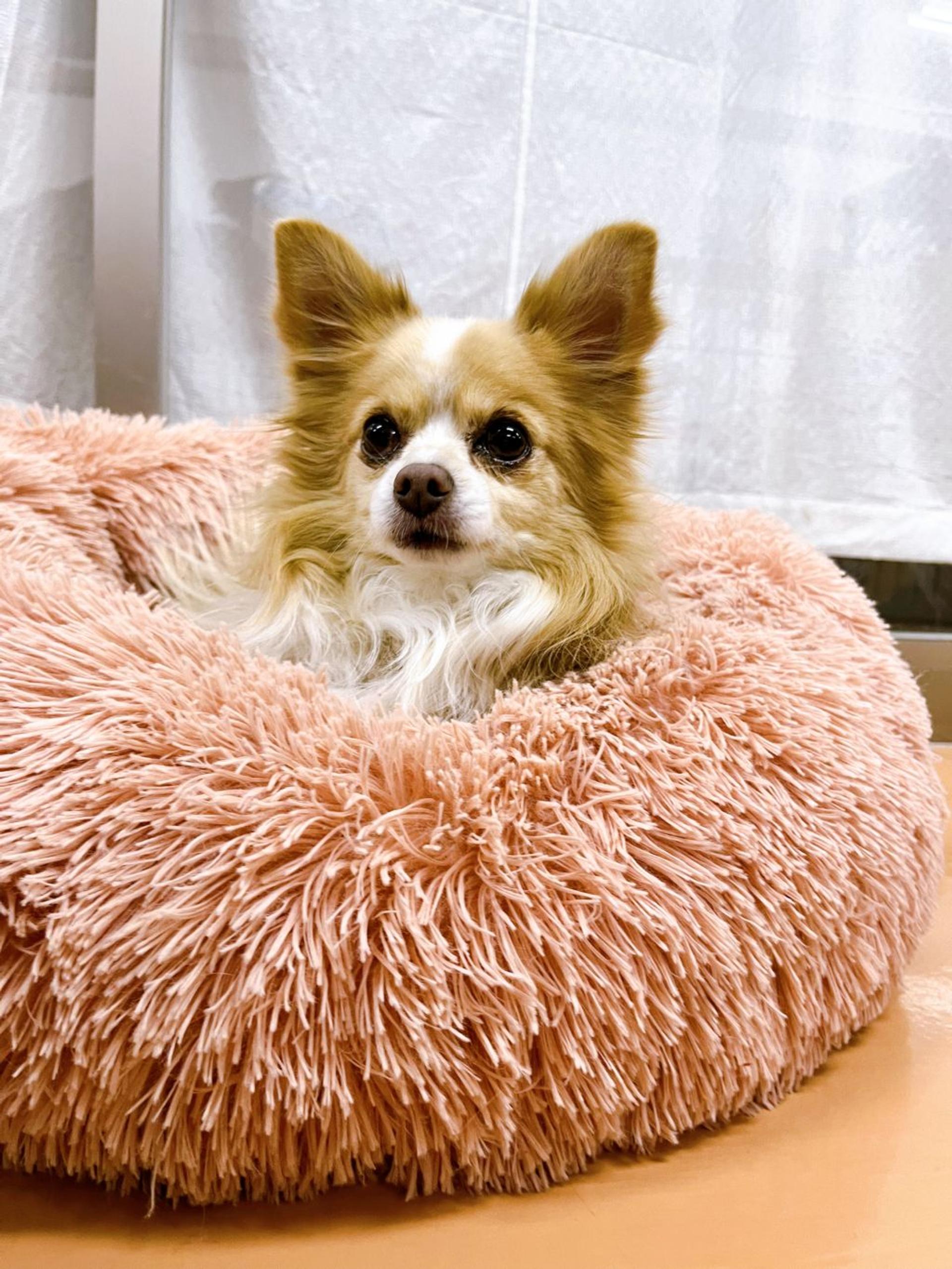 pet-image-2