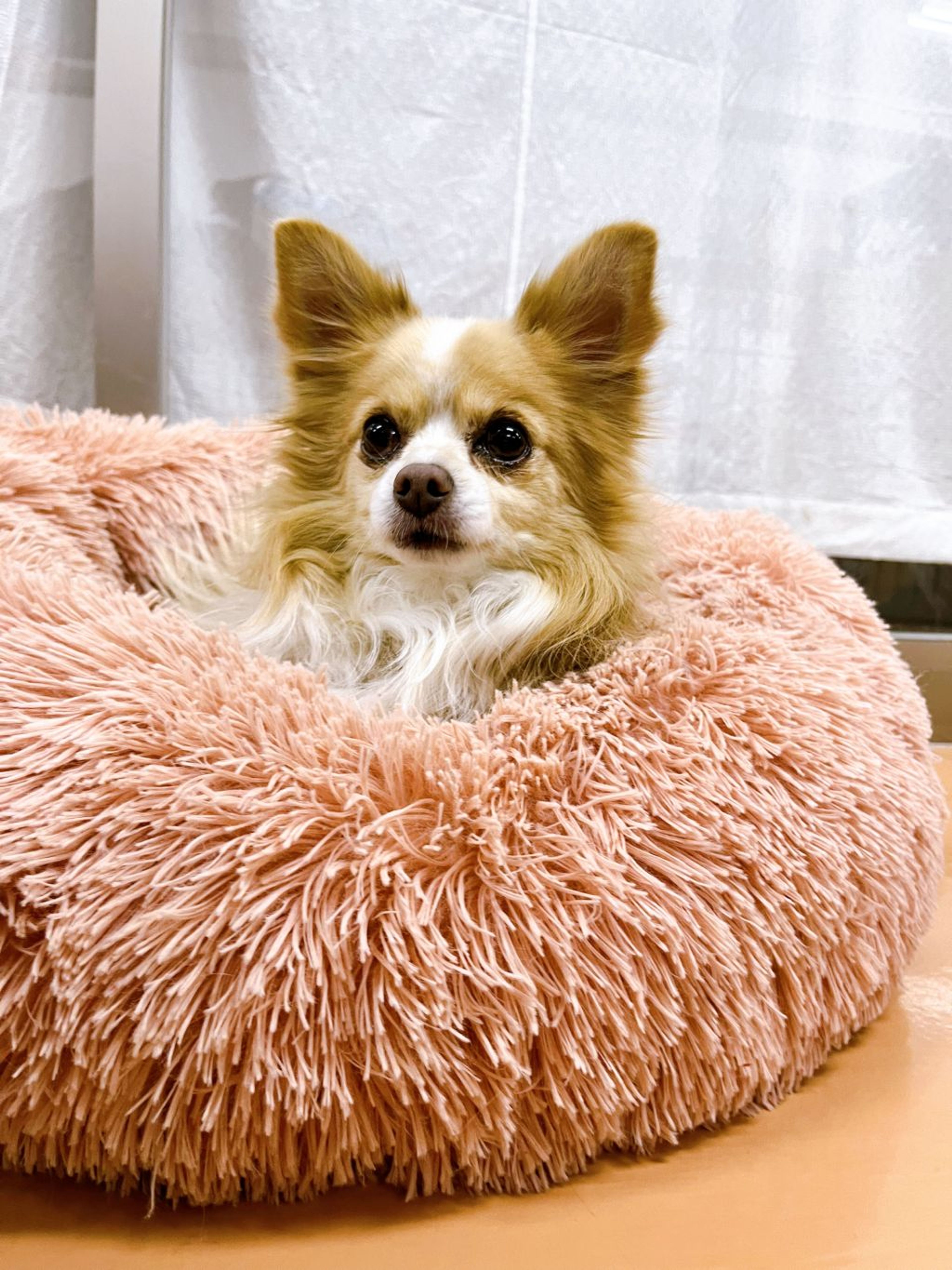 pet-image-2