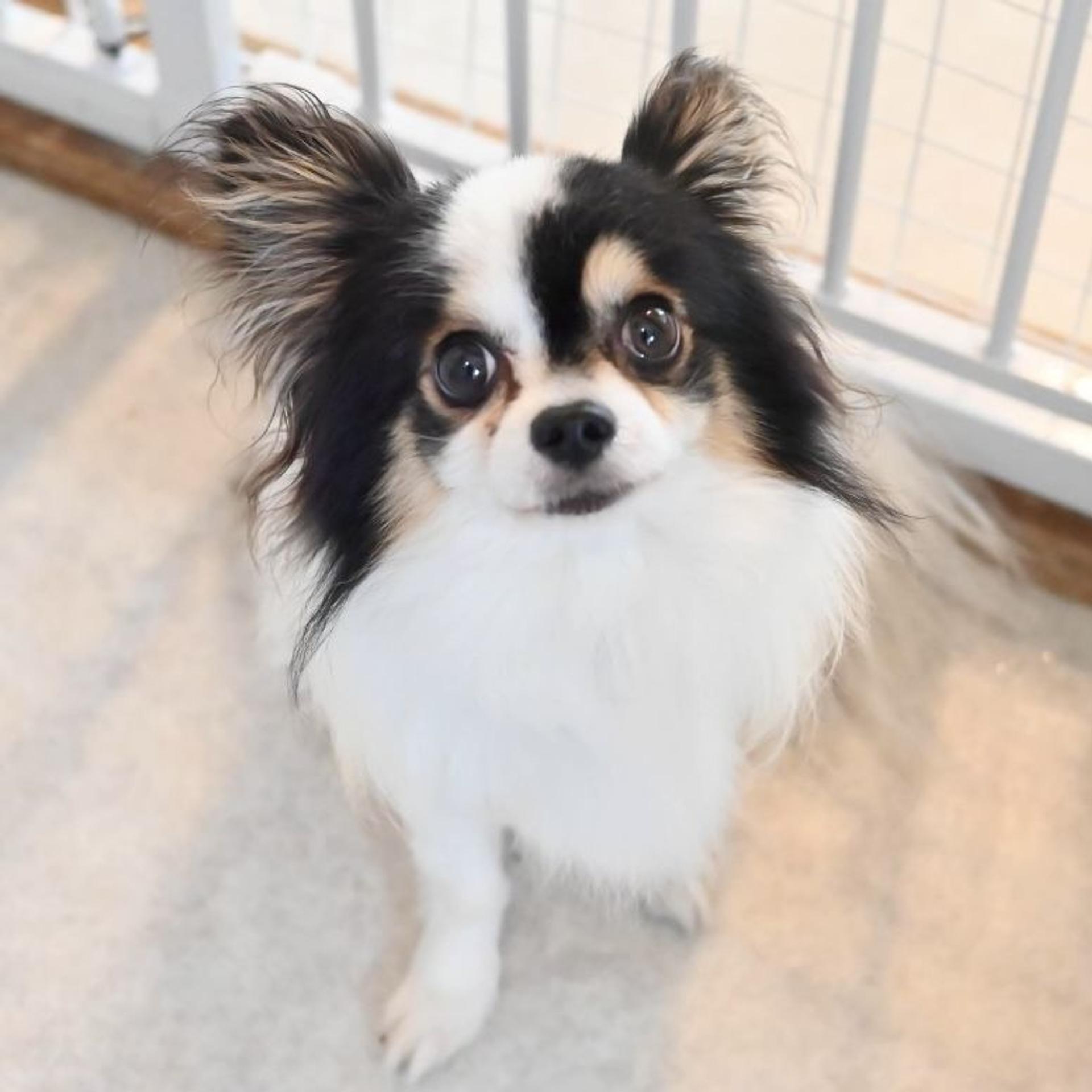 pet-image-2