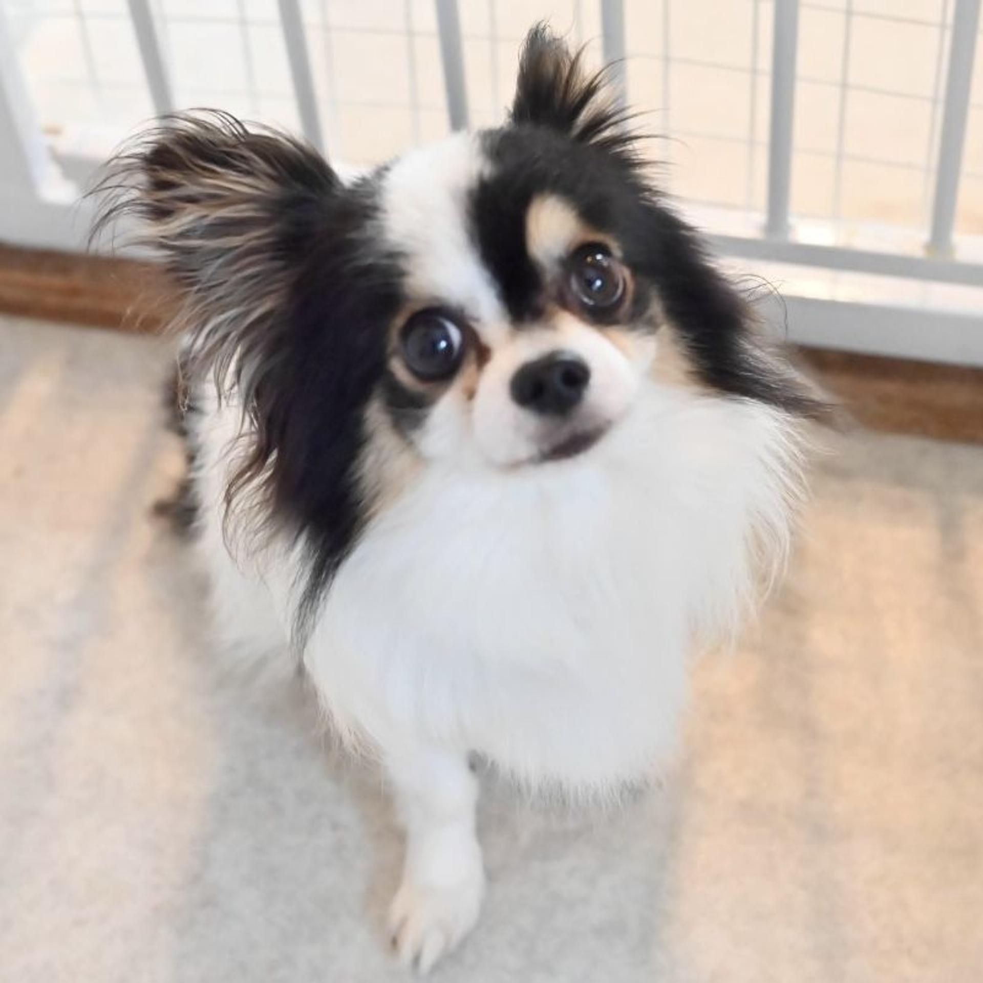 pet-image-3