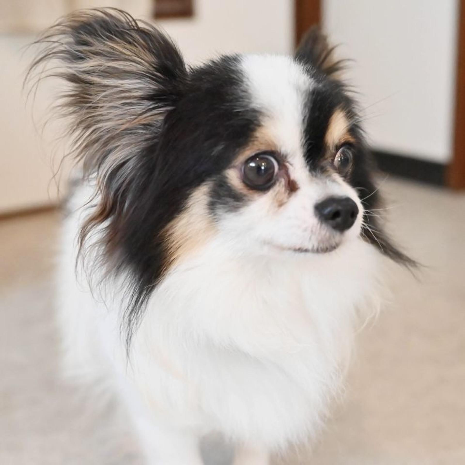 pet-image-5