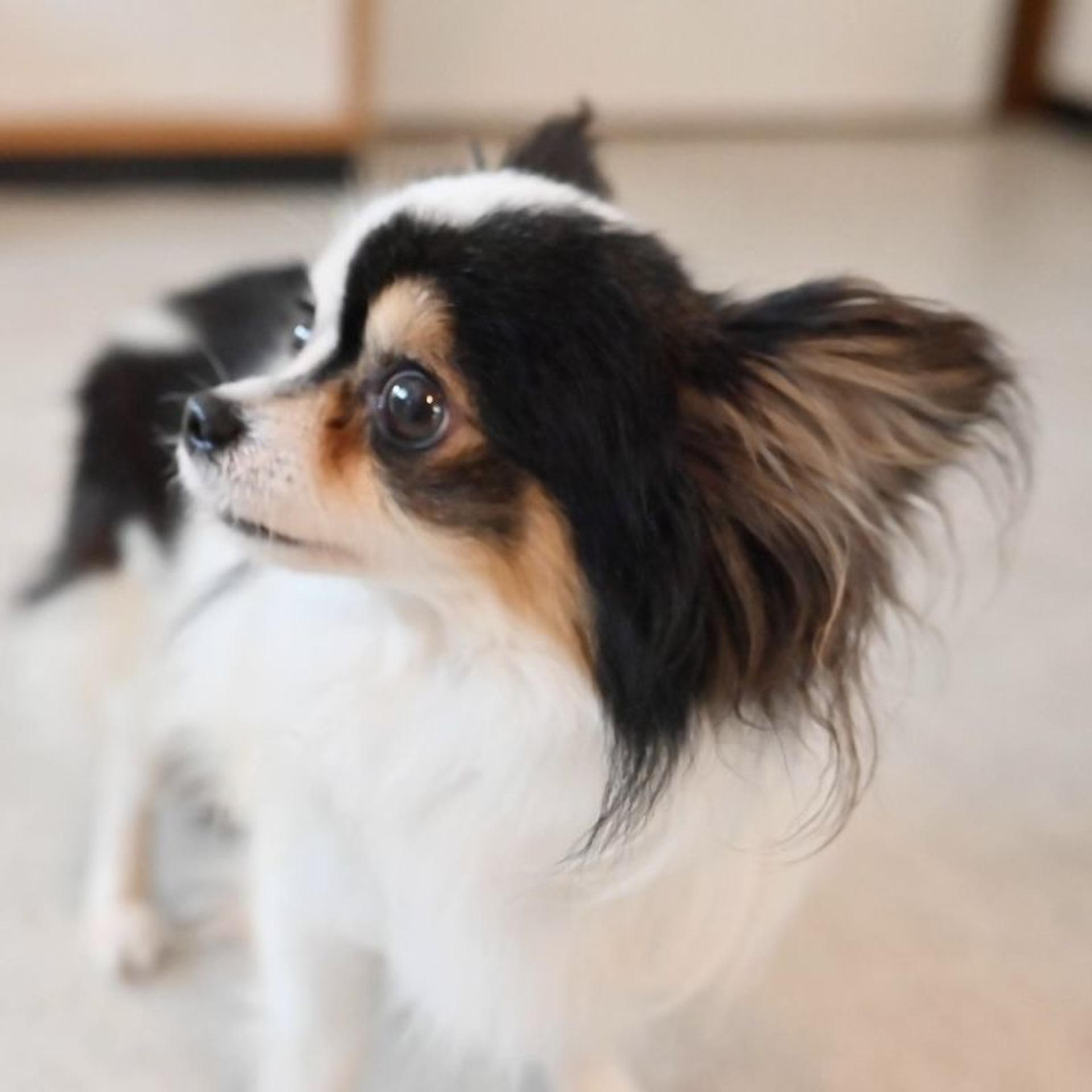 pet-image-6