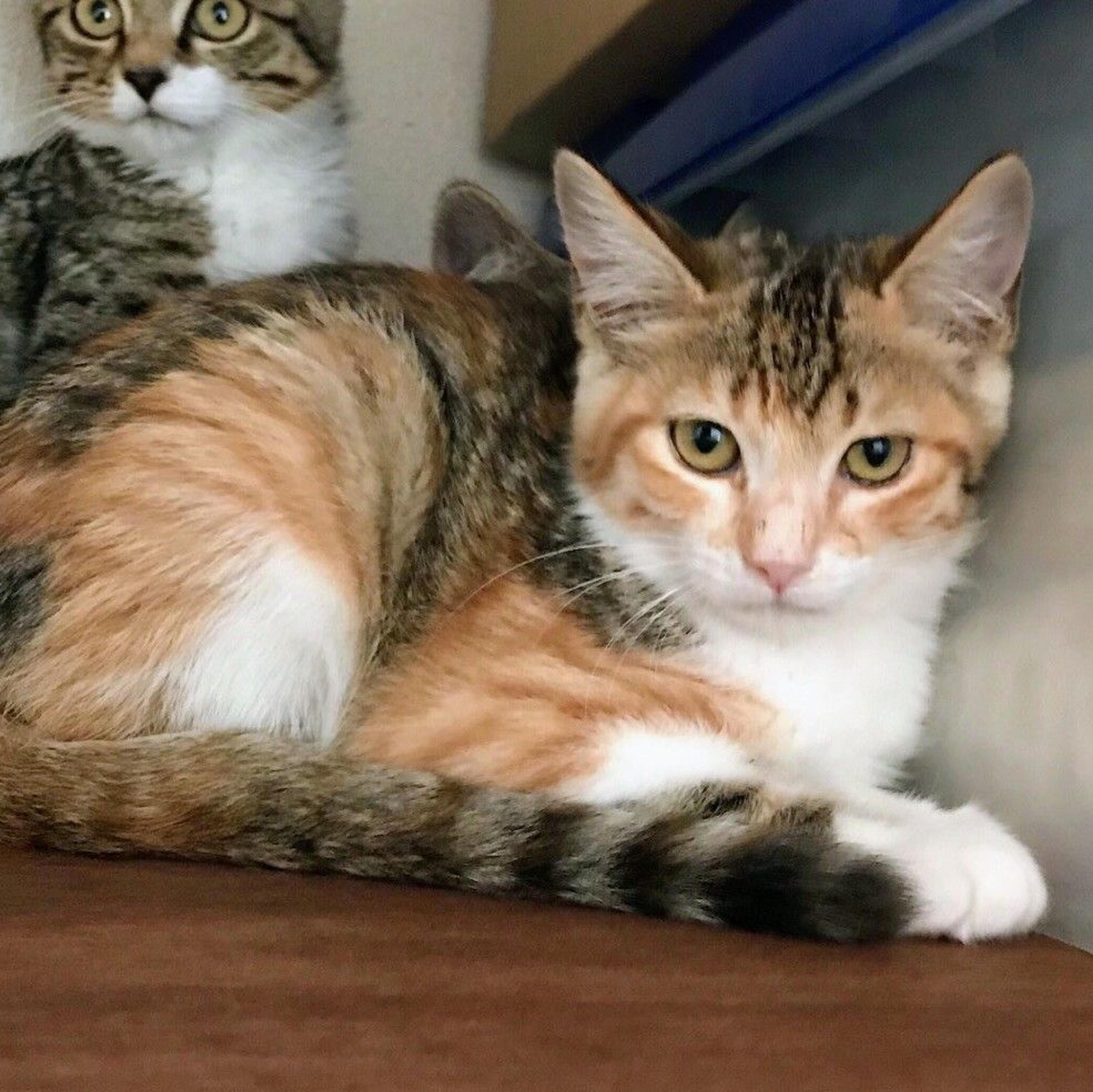 pet-image-3