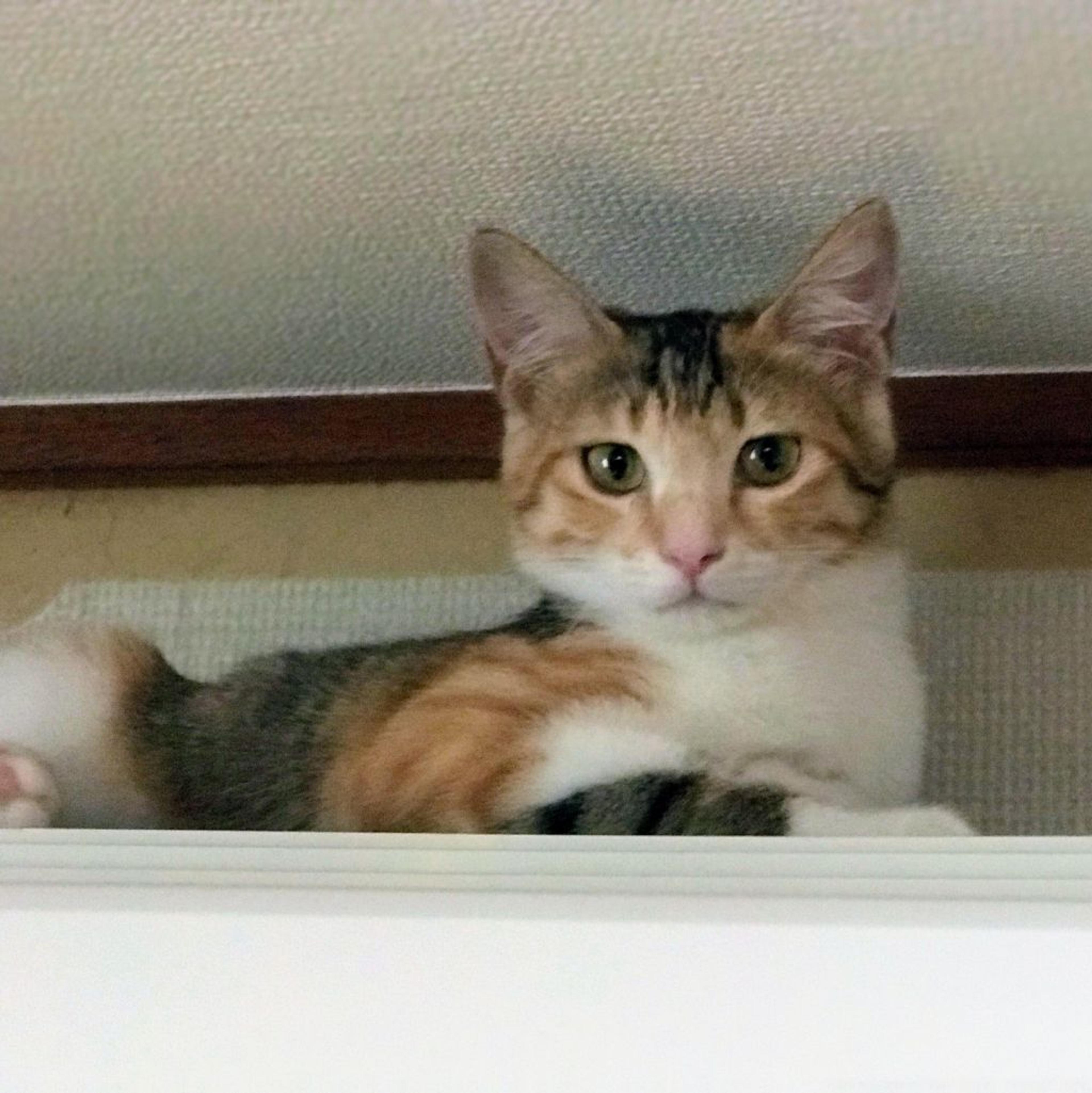 pet-image-4