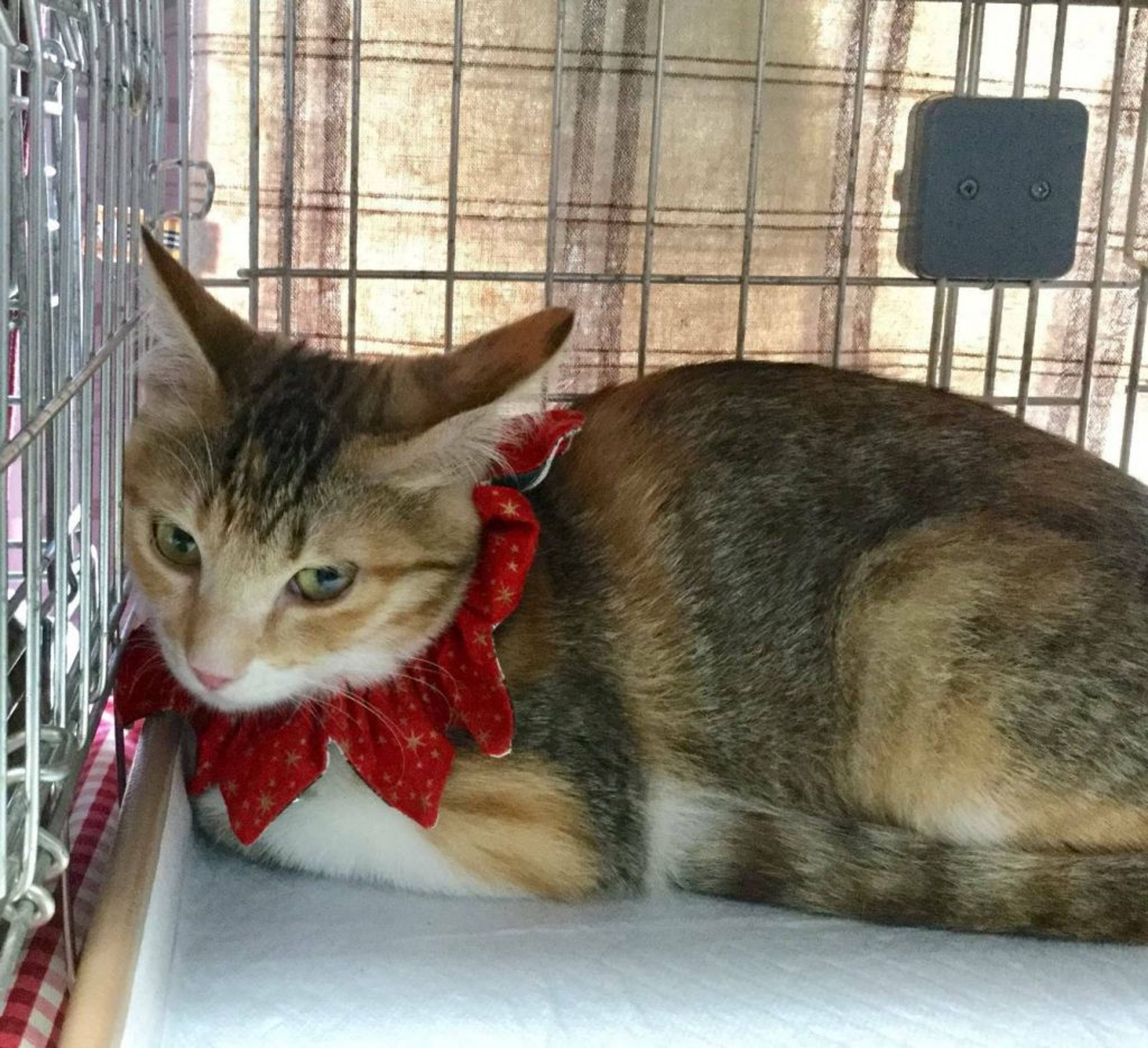 雑種（ミックス猫）・メスの里親募集の写真
