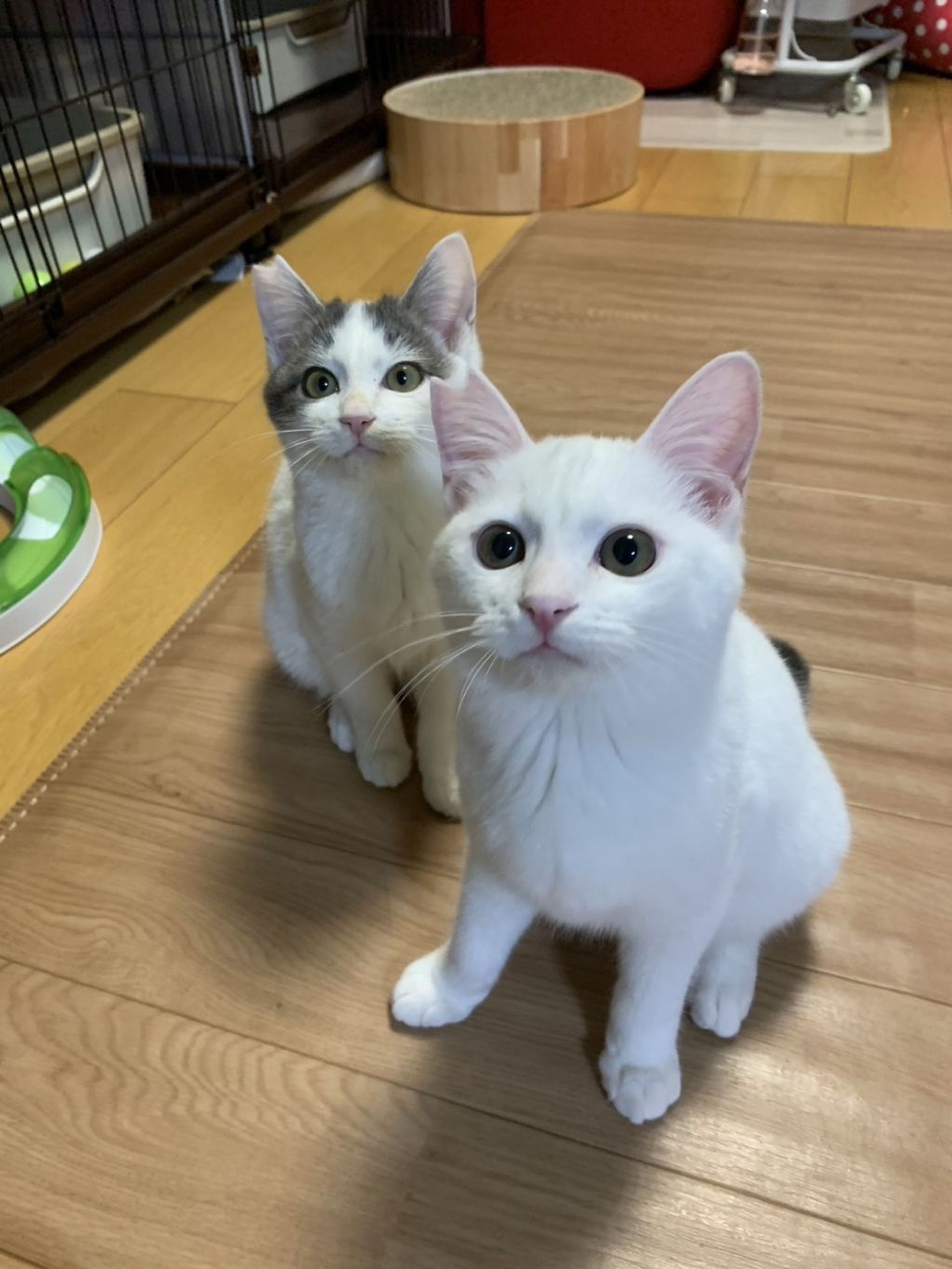 日本猫・オスの里親募集の写真