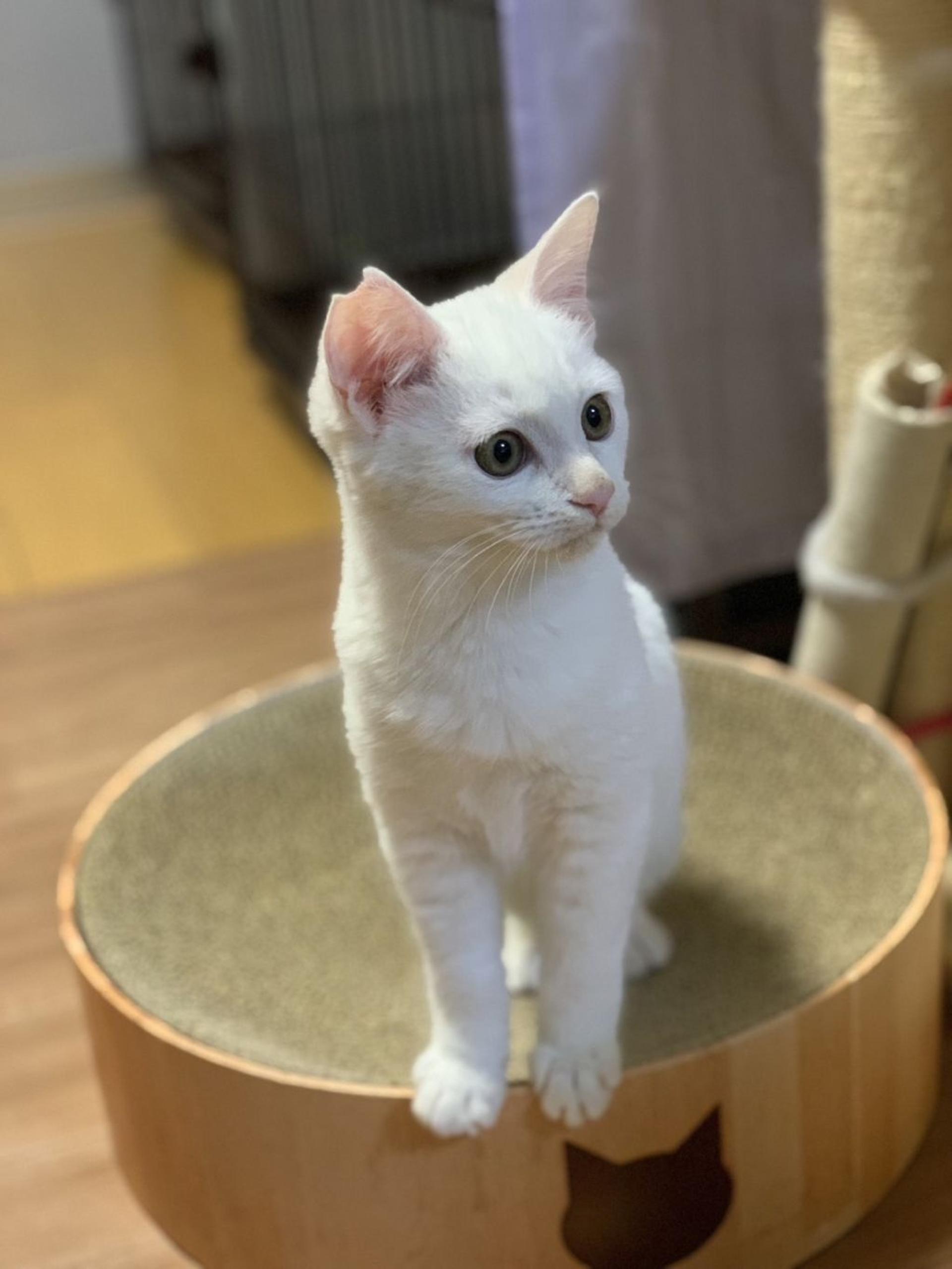 pet-image-3