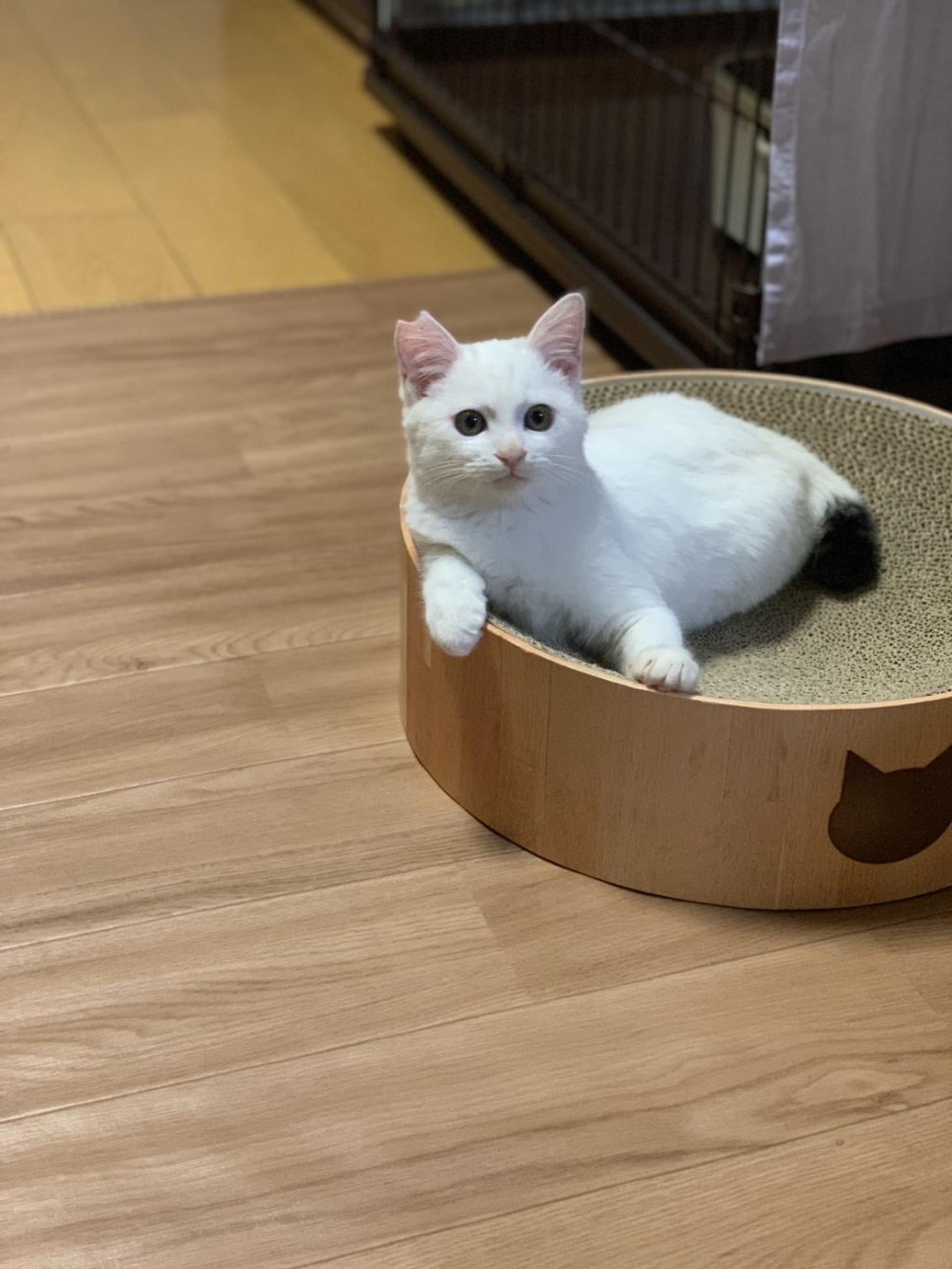 pet-image-4