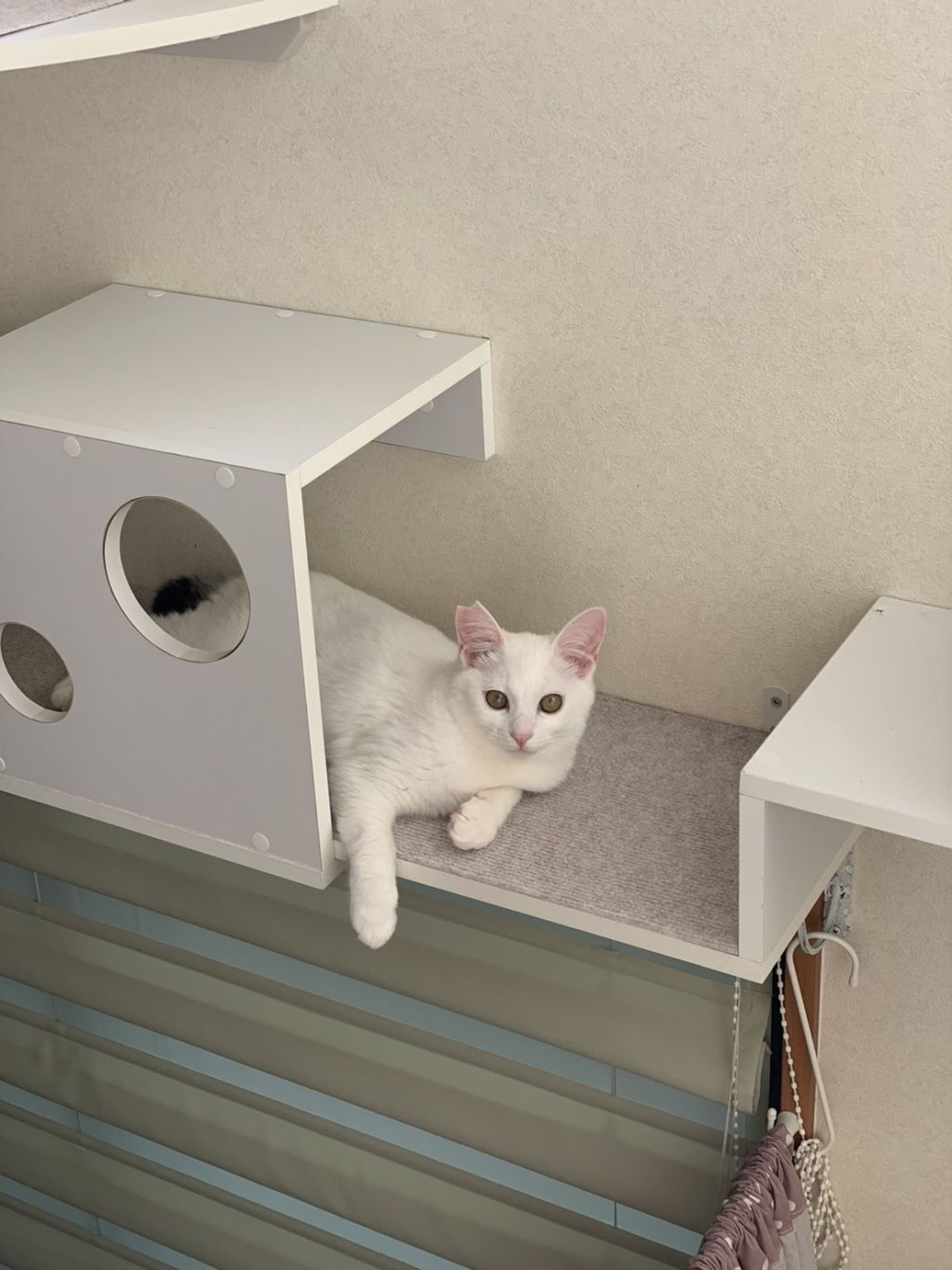pet-image-6
