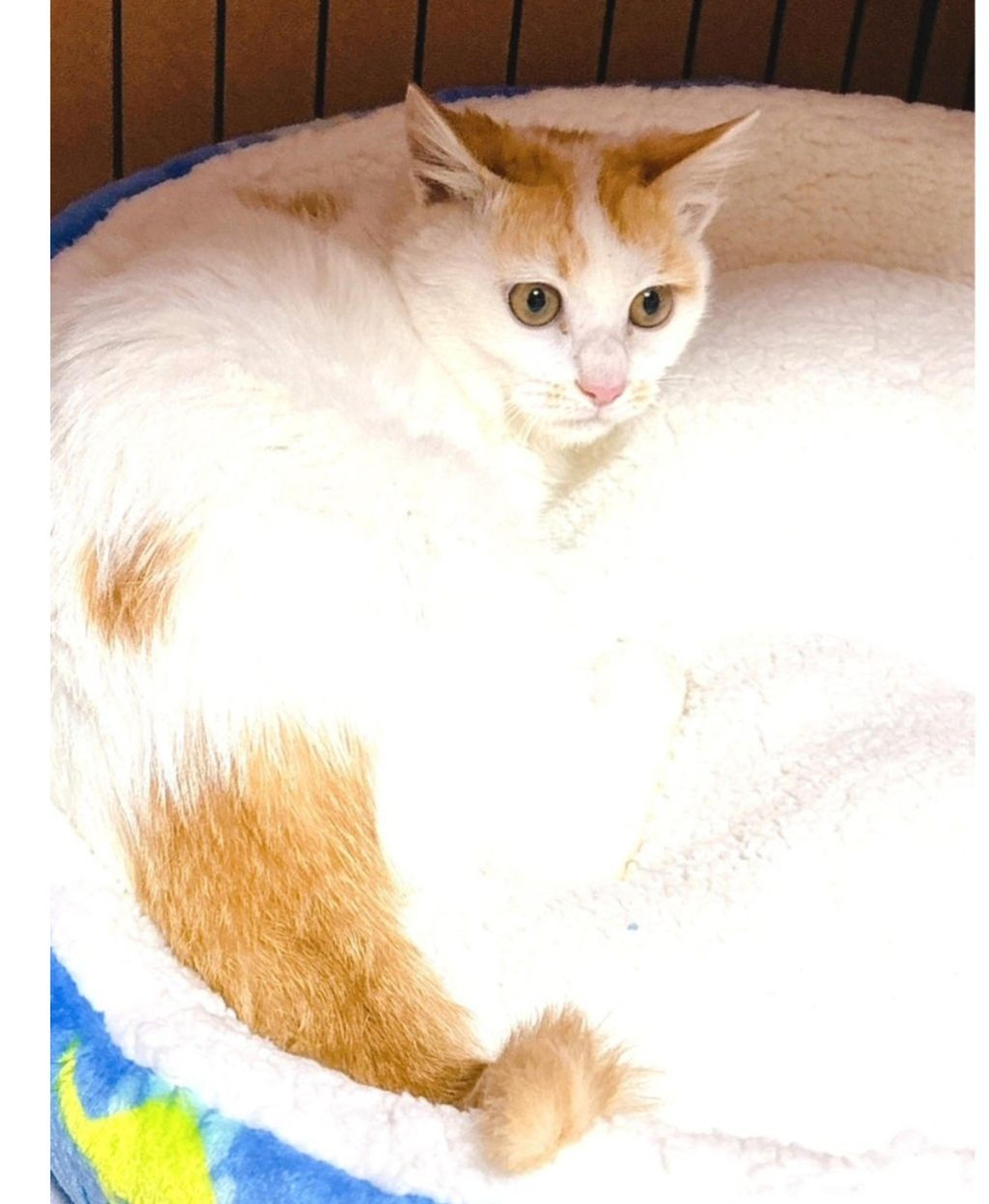 pet-image-2