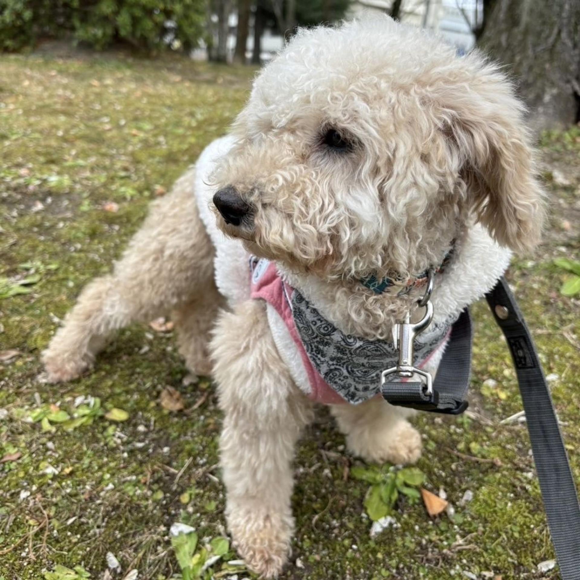 pet-image-5