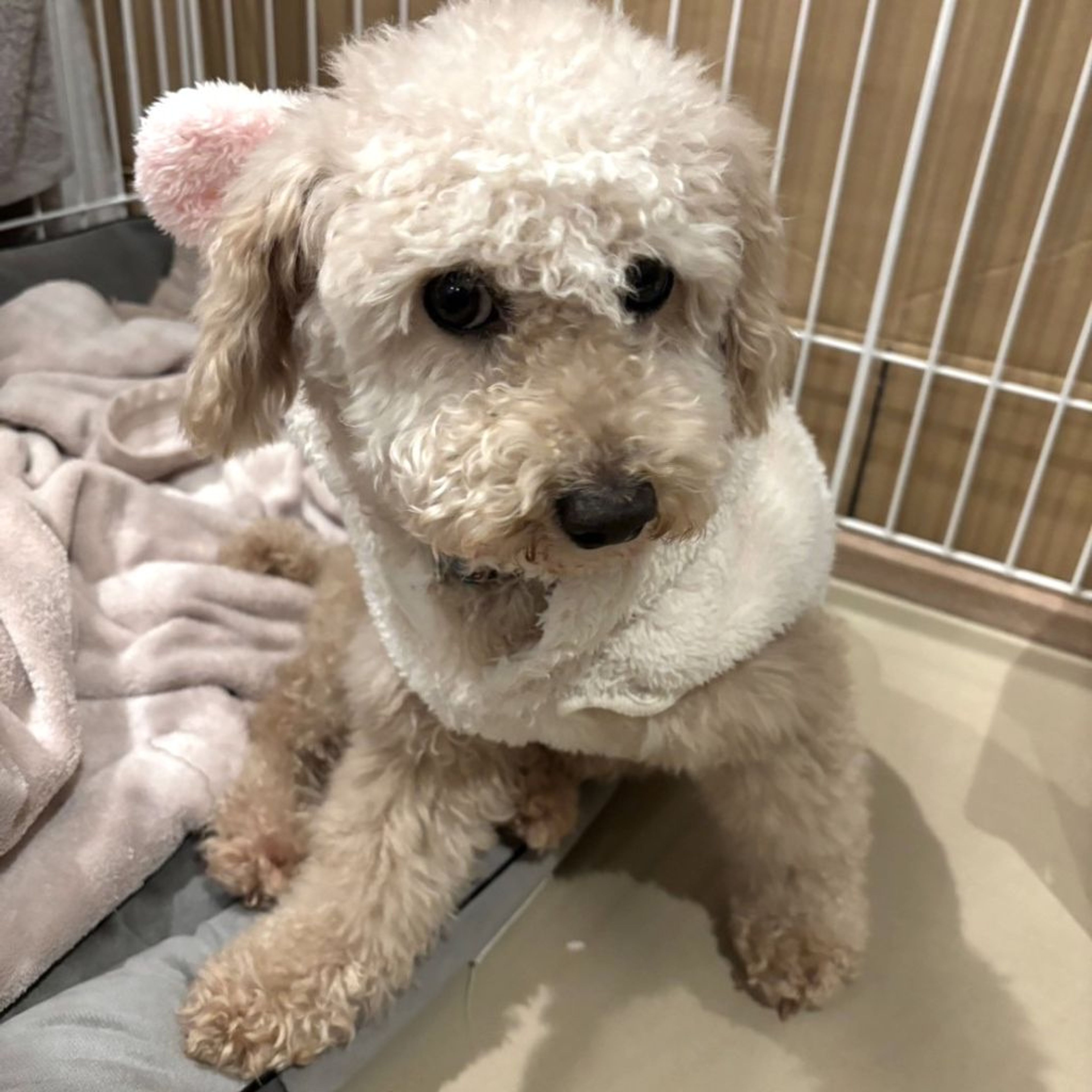 pet-image-7