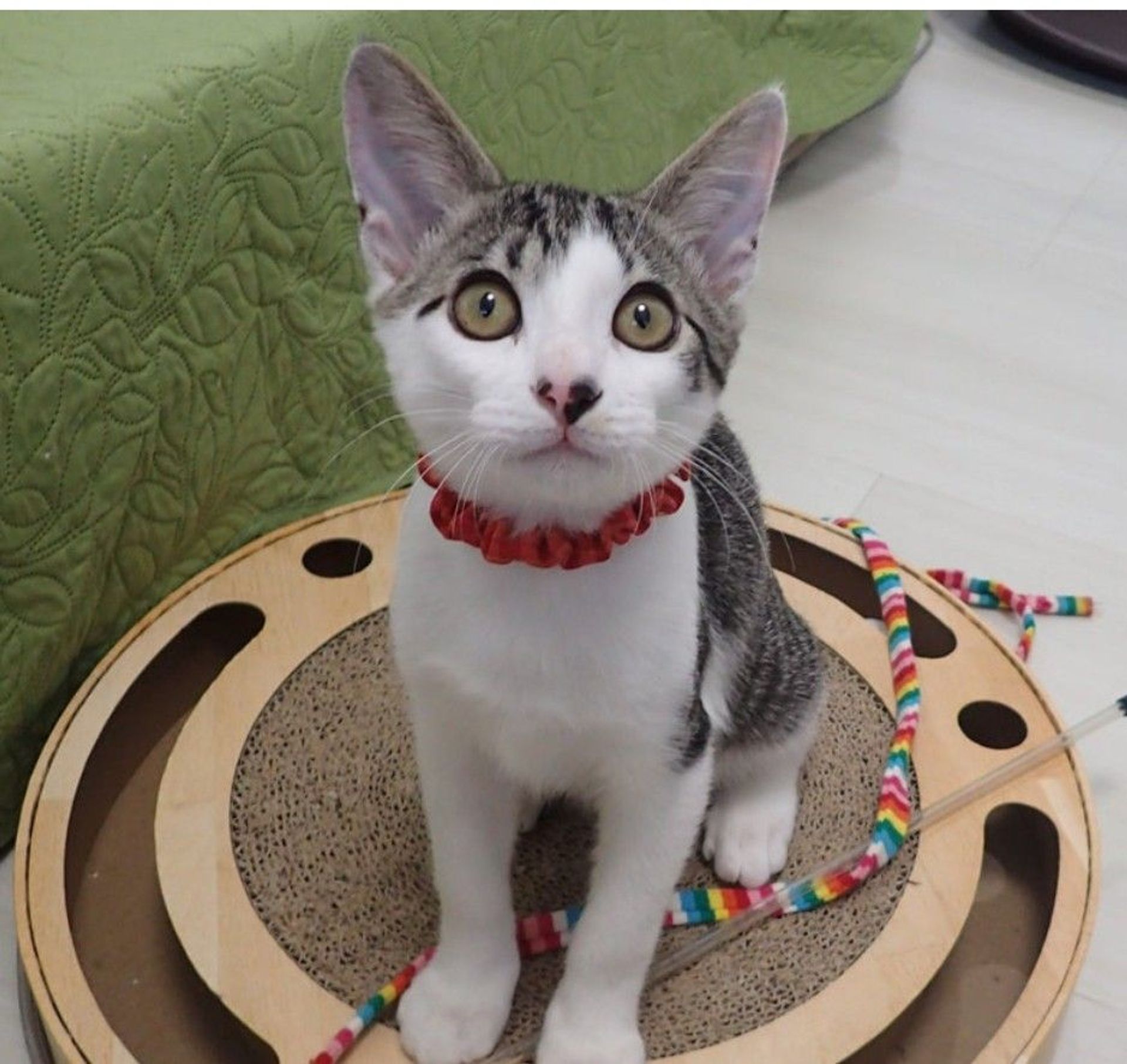 雑種（ミックス猫）・オスの里親募集の写真