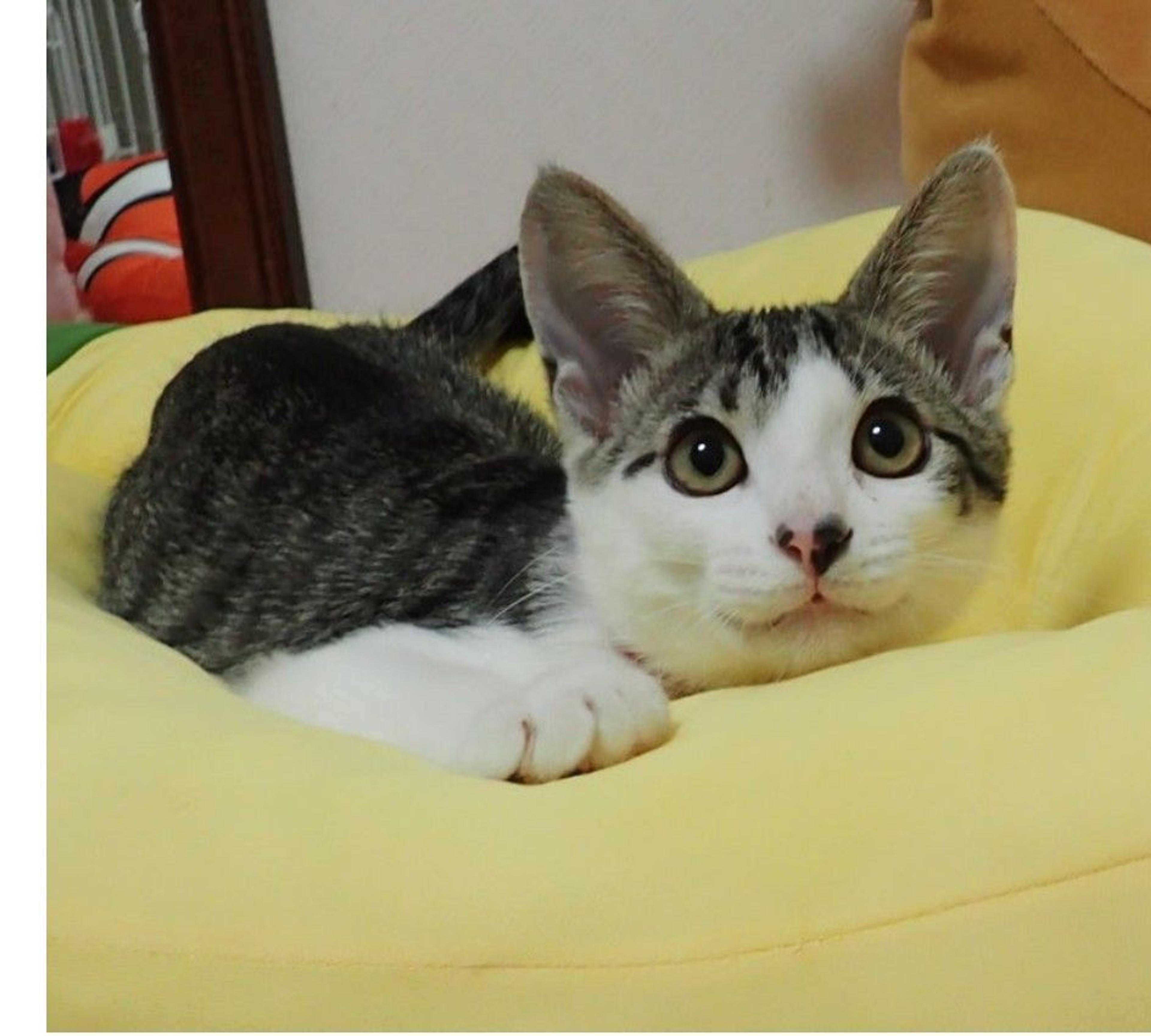 pet-image-2