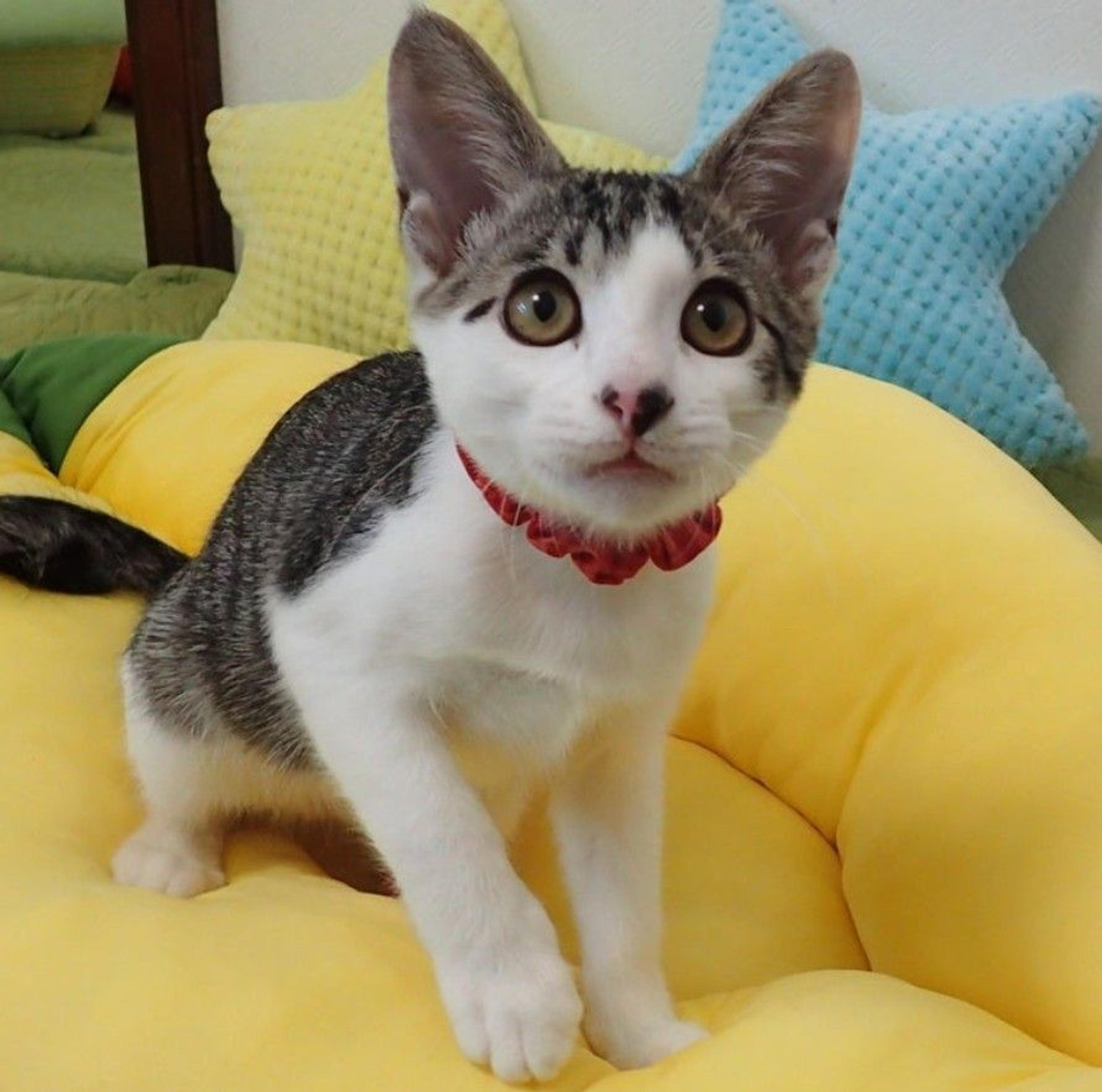 pet-image-3