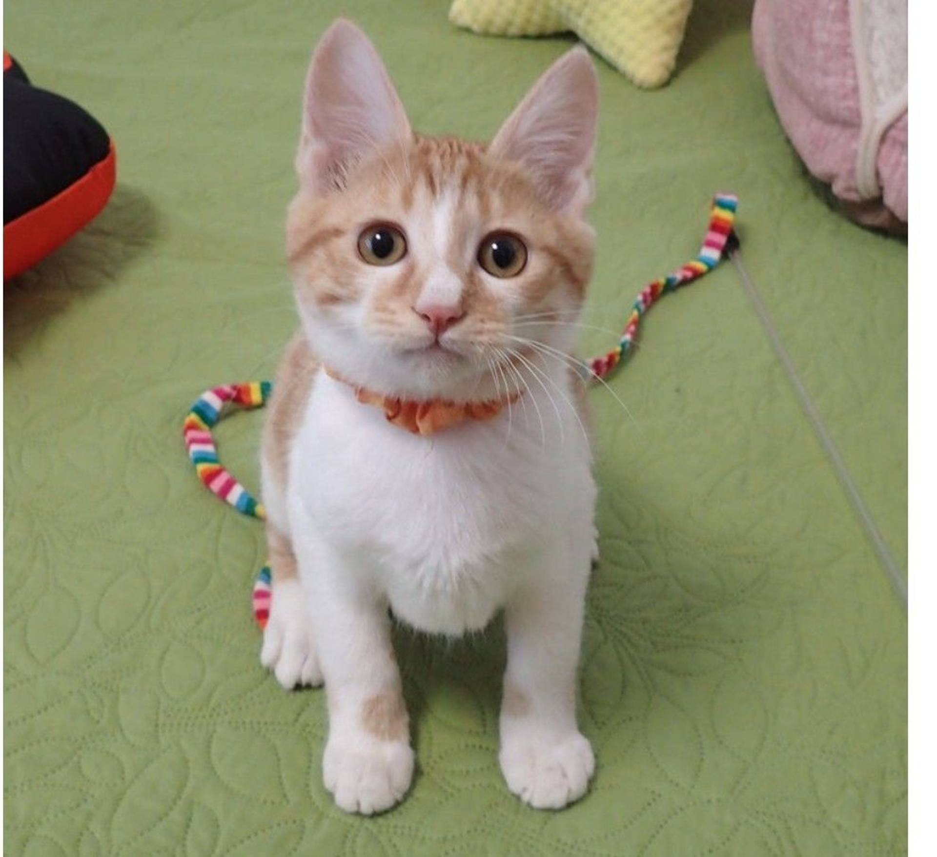 雑種（ミックス猫）・オスの里親募集の写真