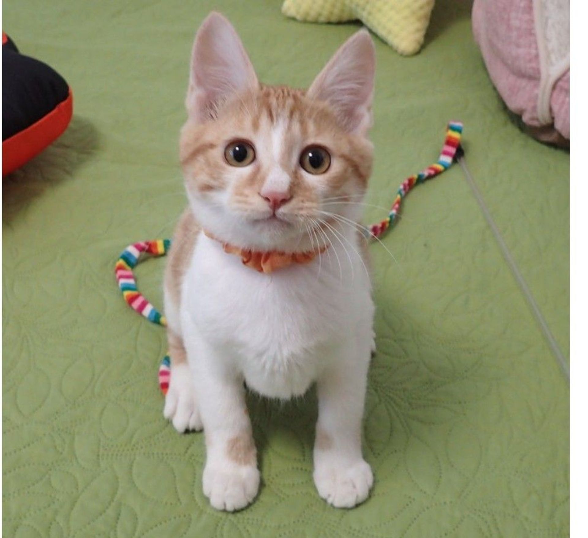 雑種（ミックス猫）・オスの里親募集の写真