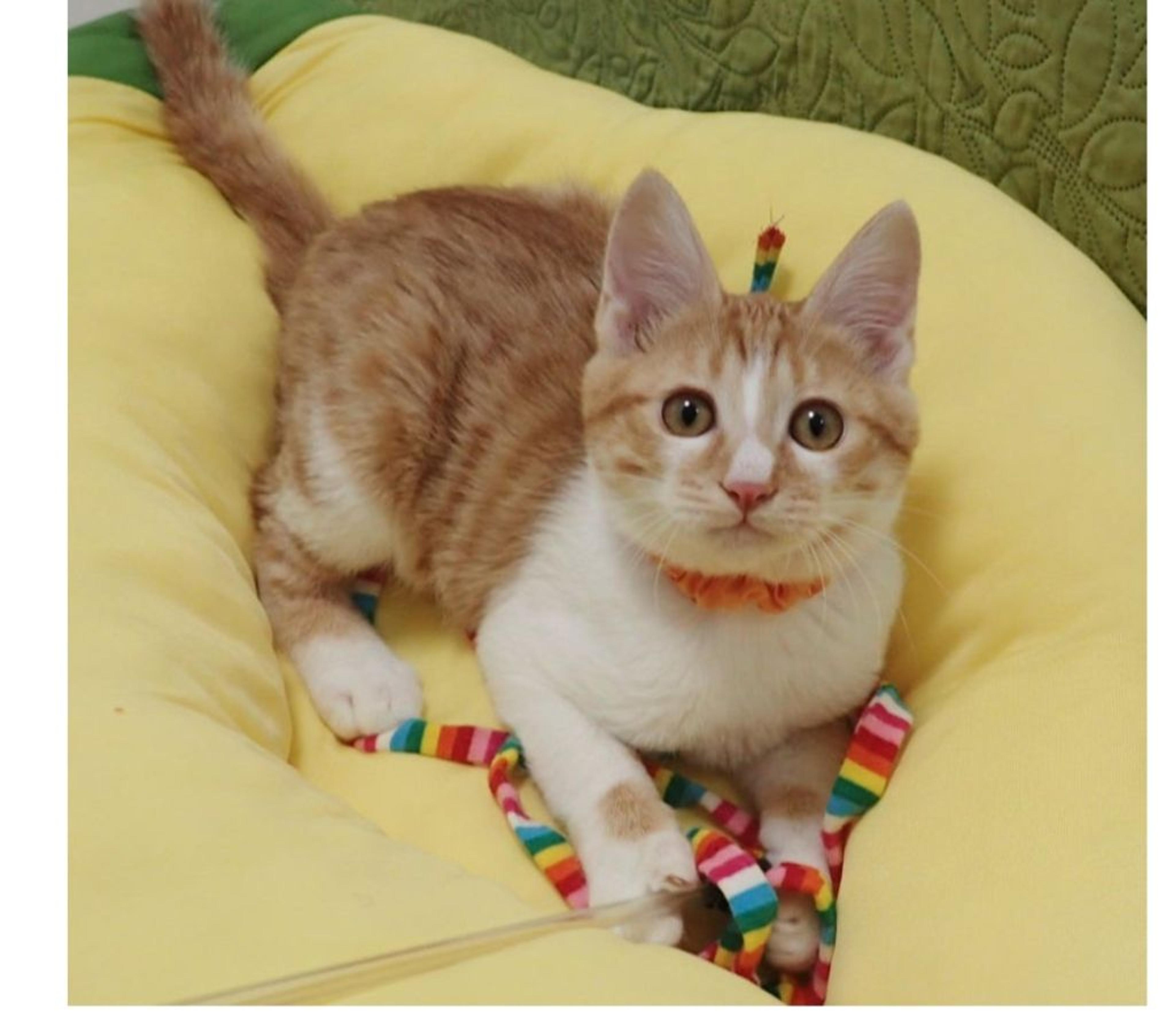 pet-image-2