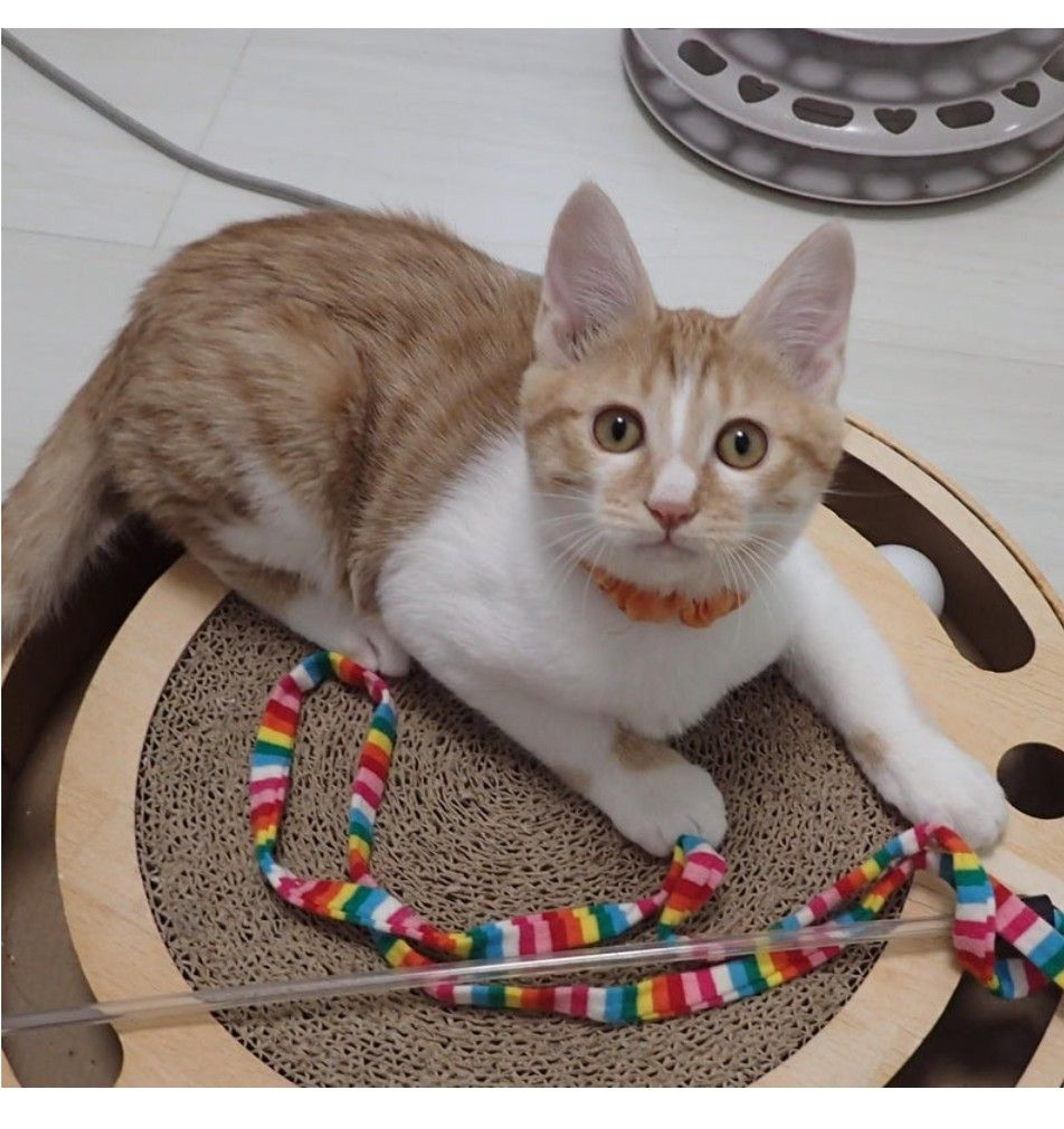 pet-image-3