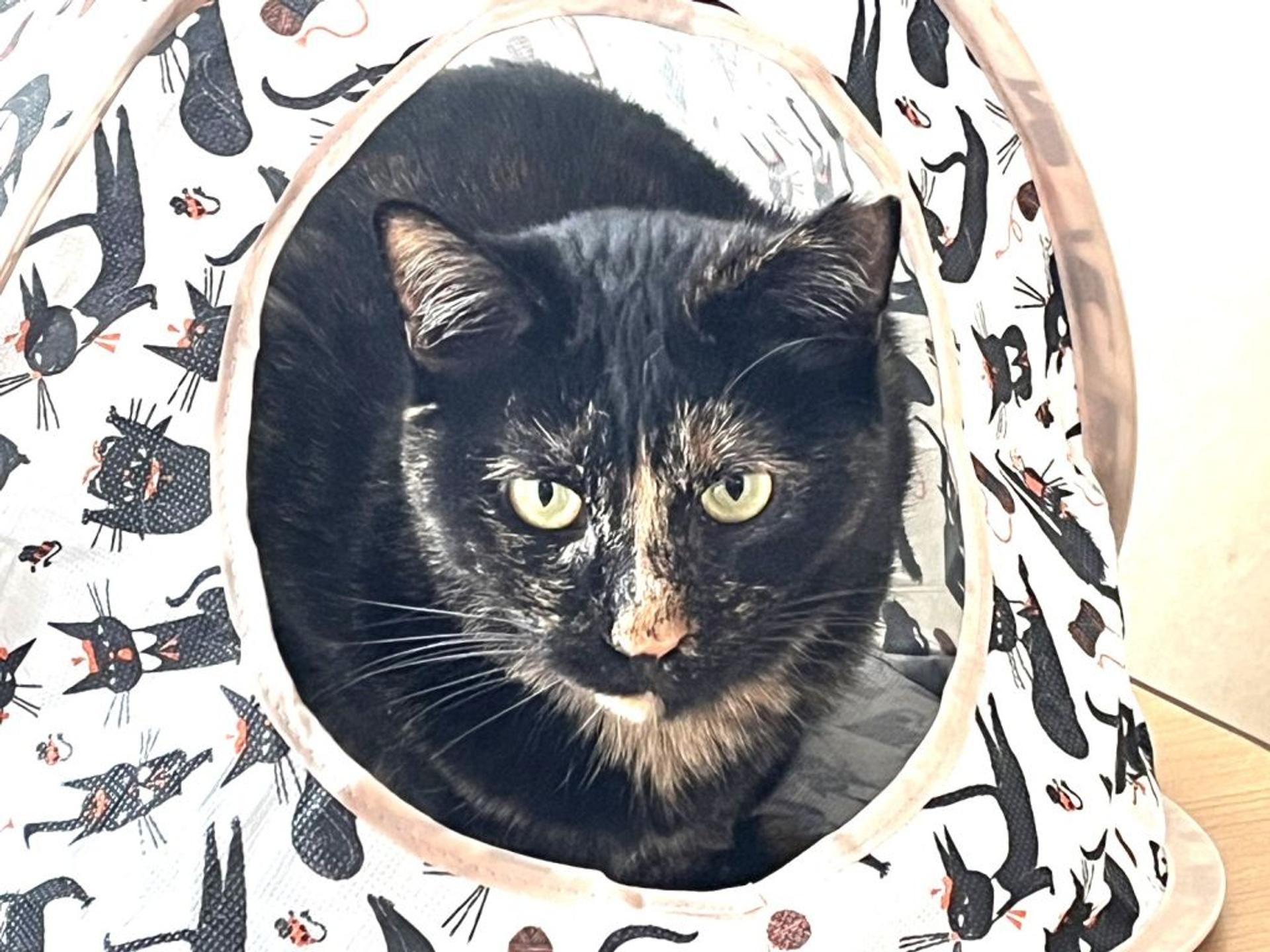 pet-image-5