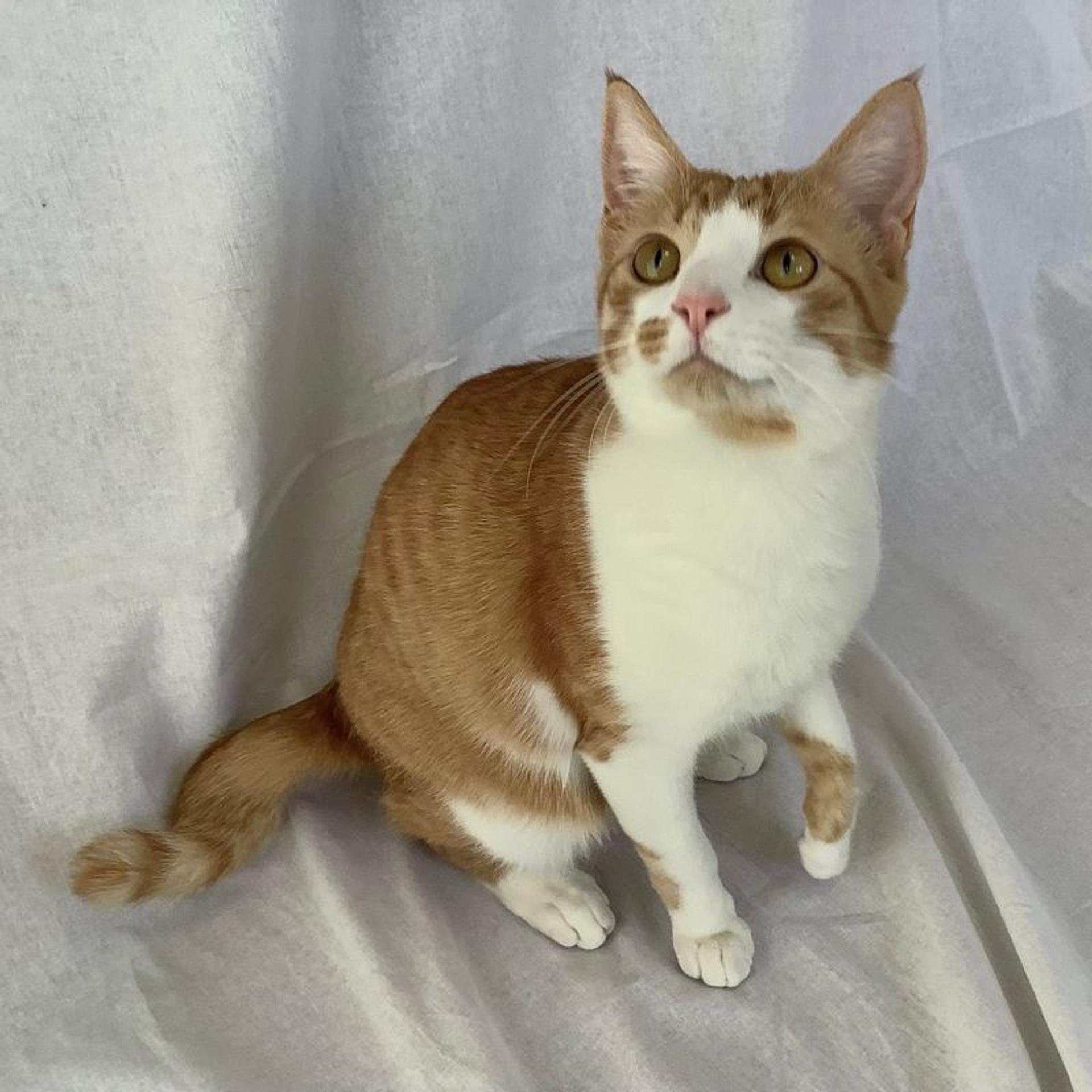 pet-image-2