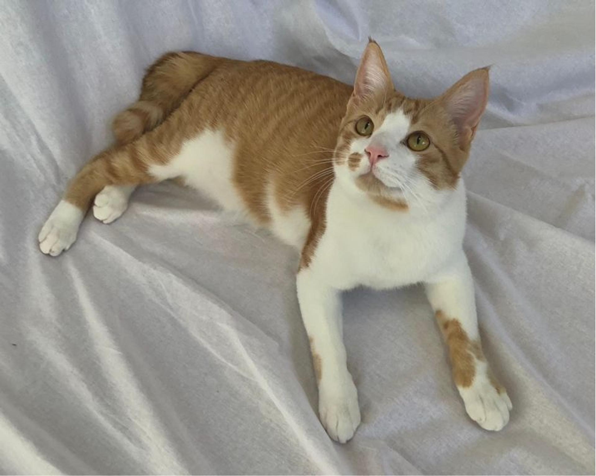 pet-image-3