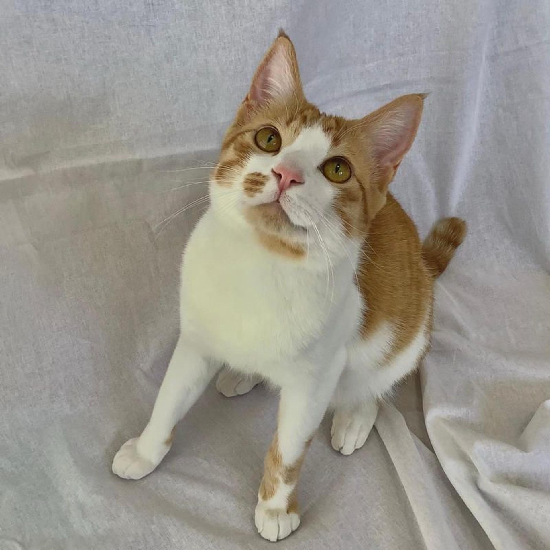pet-image-4